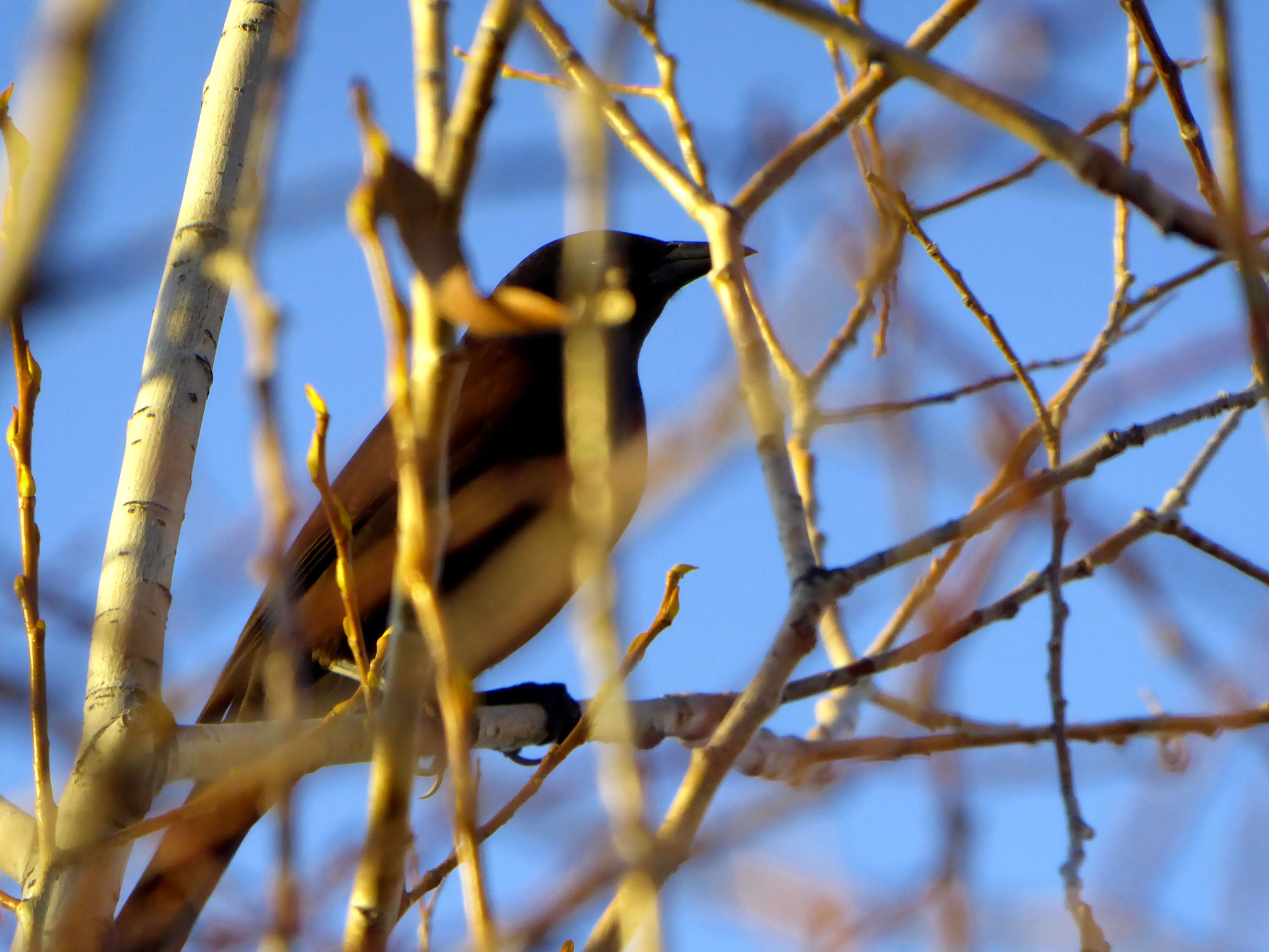 Panasonic Lumix DMC-ZS50 (Lumix DMC-TZ70) sample photo. Bird through trees photography