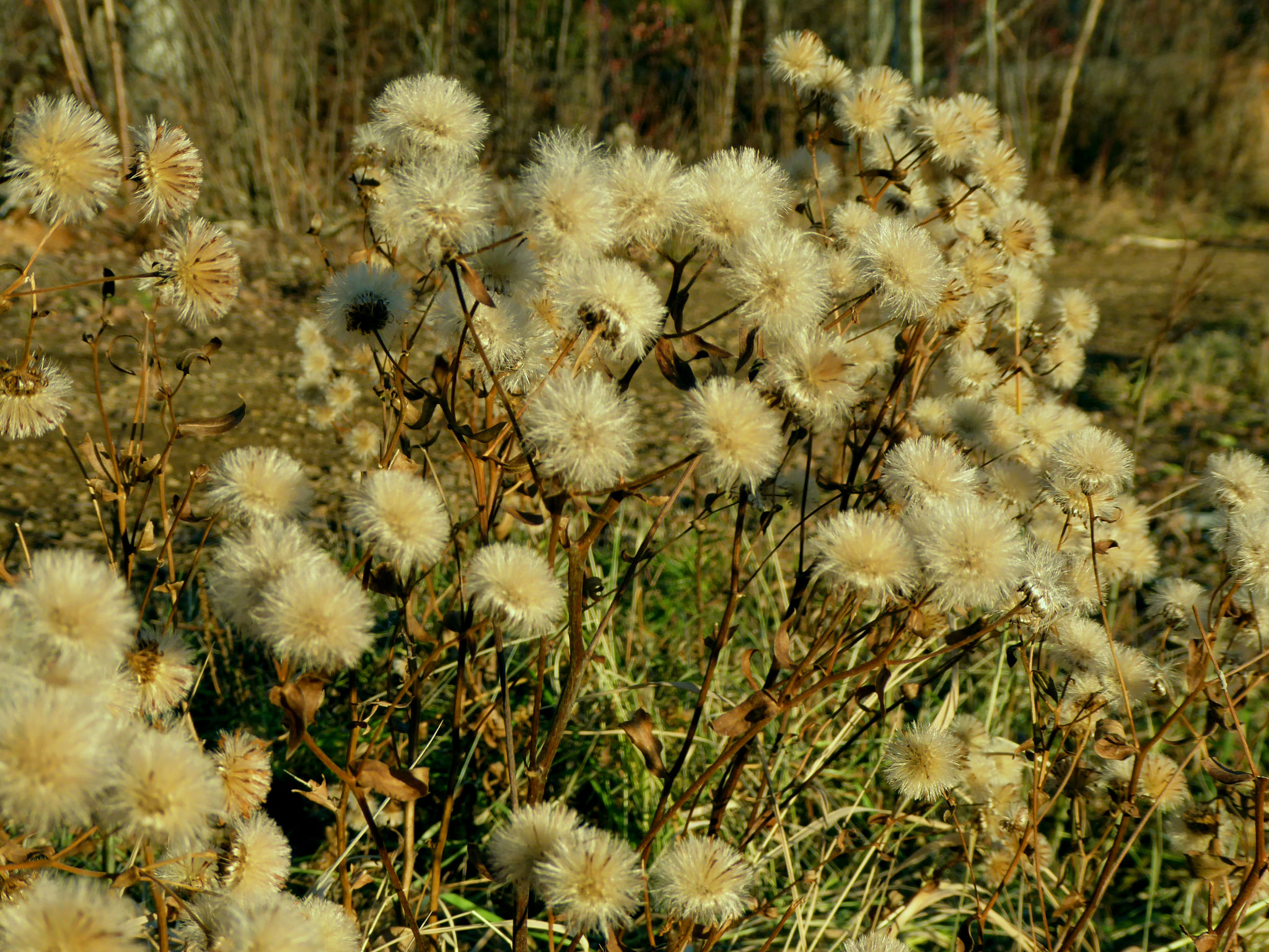 Panasonic Lumix DMC-ZS50 (Lumix DMC-TZ70) sample photo. Fall flowers photography