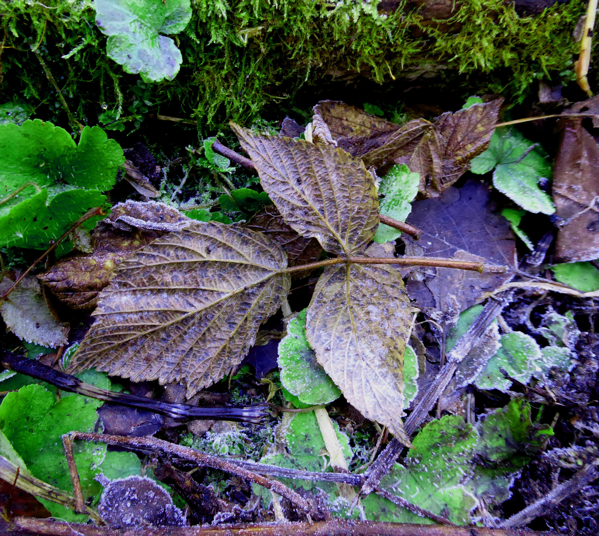 Panasonic Lumix DMC-ZS50 (Lumix DMC-TZ70) sample photo. Dead leaves photography