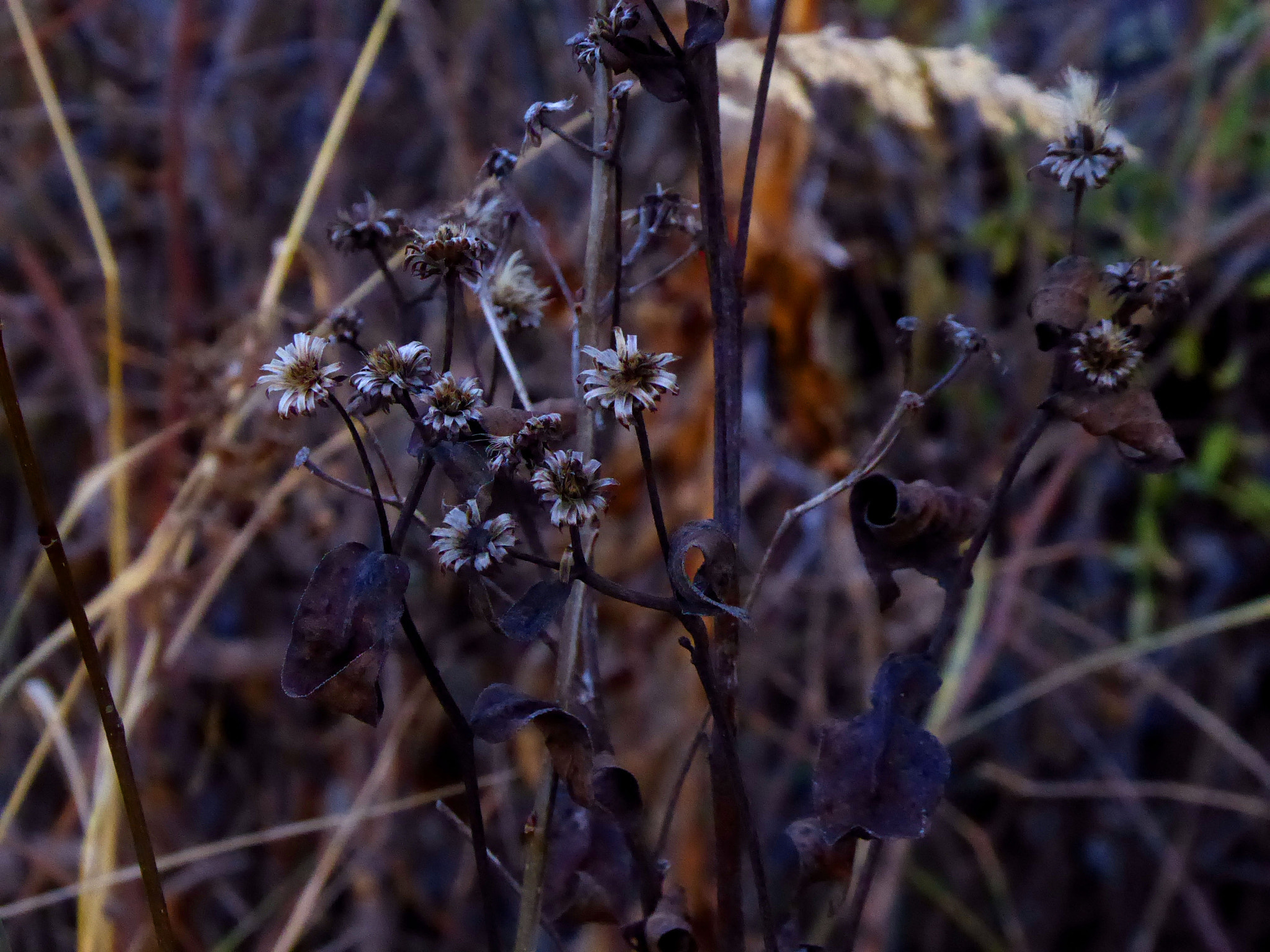 Panasonic Lumix DMC-ZS50 (Lumix DMC-TZ70) sample photo. Fall flowers photography