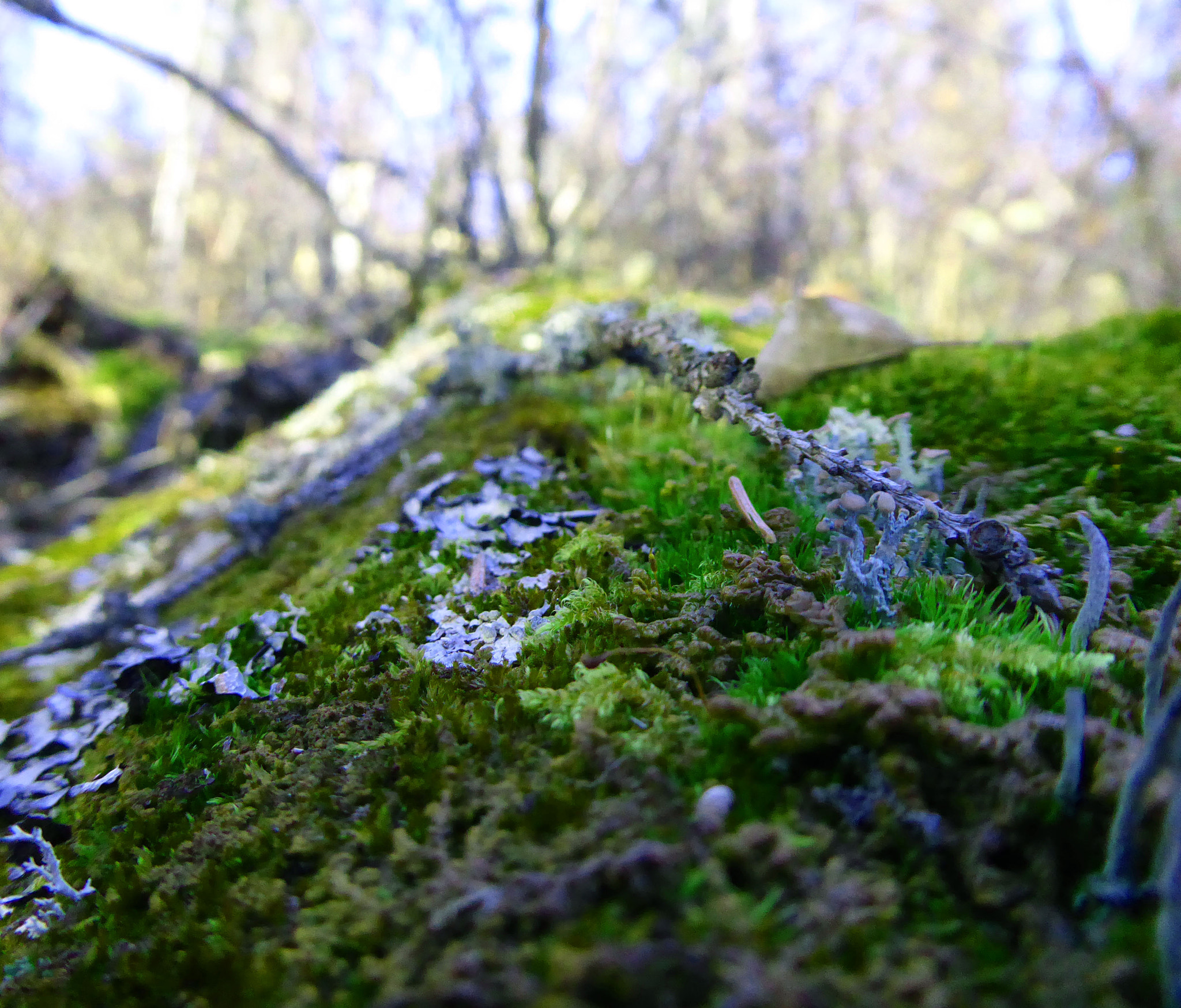 Panasonic Lumix DMC-ZS50 (Lumix DMC-TZ70) sample photo. Moss on a log photography