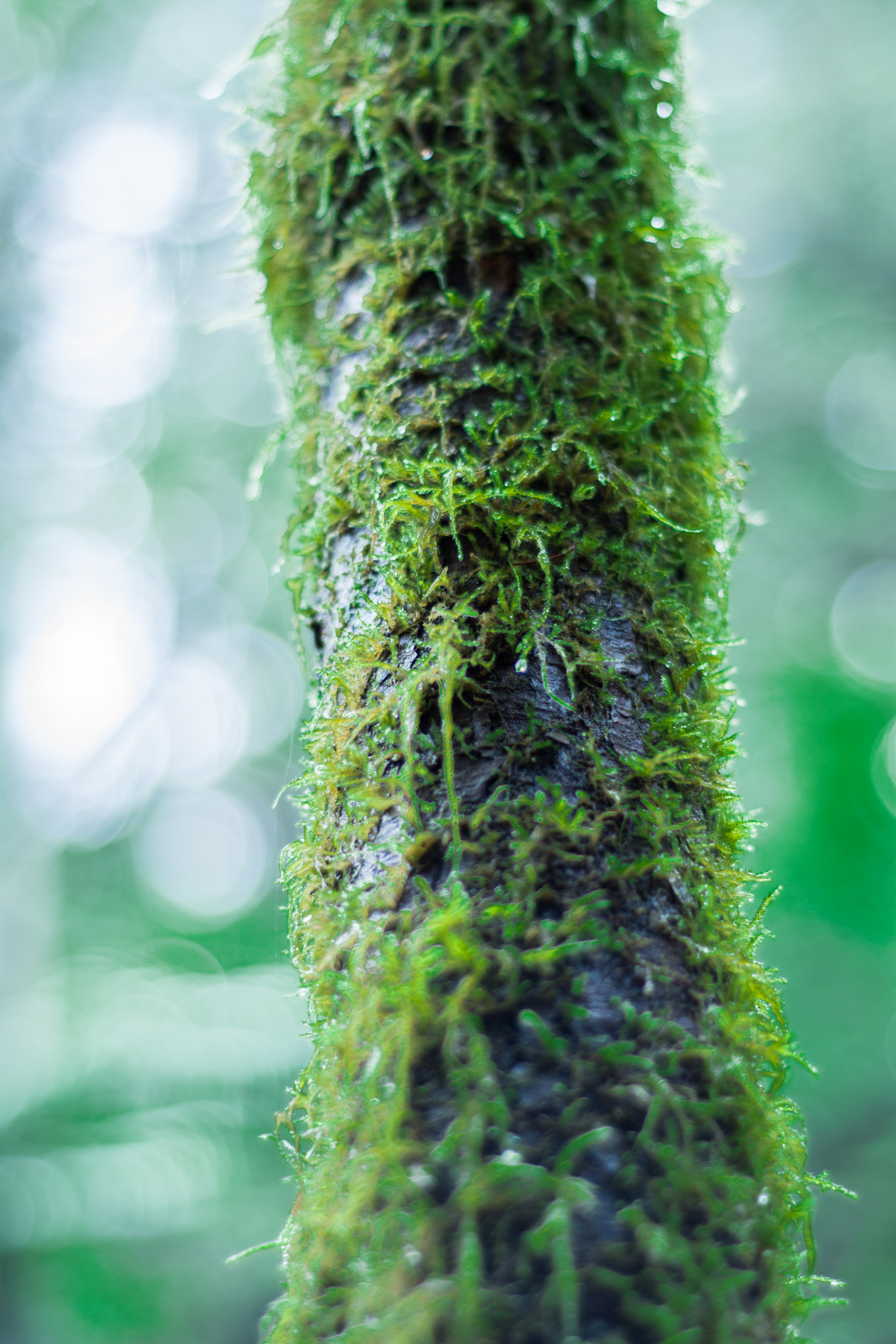 Nikon D7100 + AF Nikkor 50mm f/1.8 sample photo. Moss photography