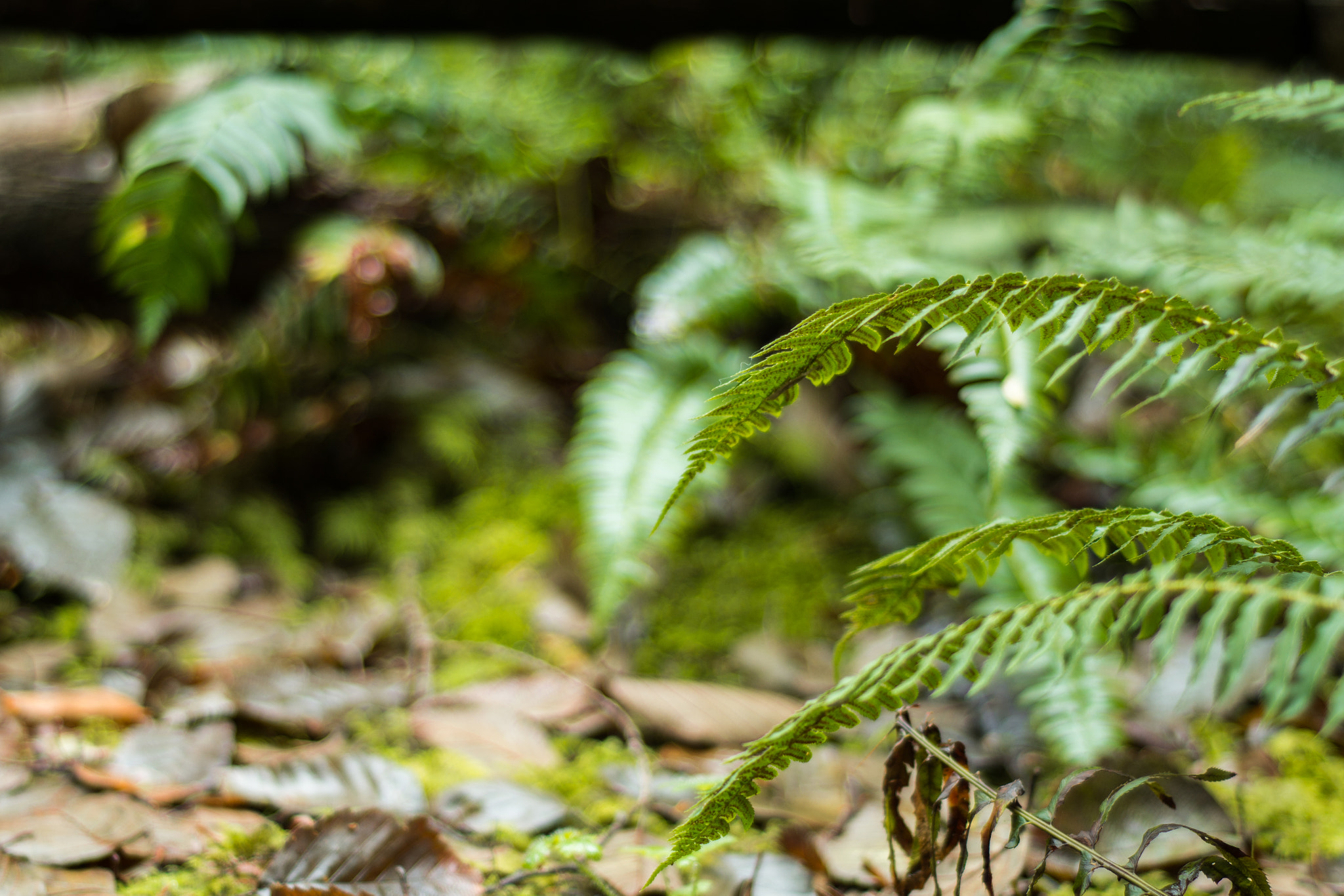 Nikon D7100 + AF Nikkor 50mm f/1.8 sample photo. Fern photography