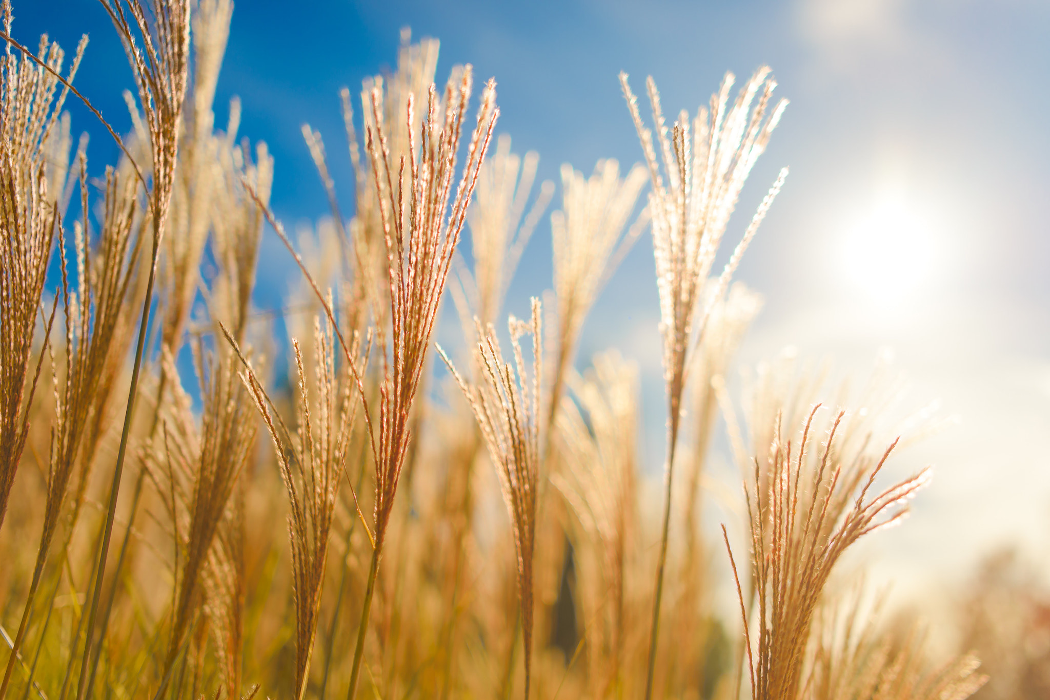 Nikon D610 + Nikon AF-S Nikkor 28mm F1.8G sample photo. Golden afternoon photography