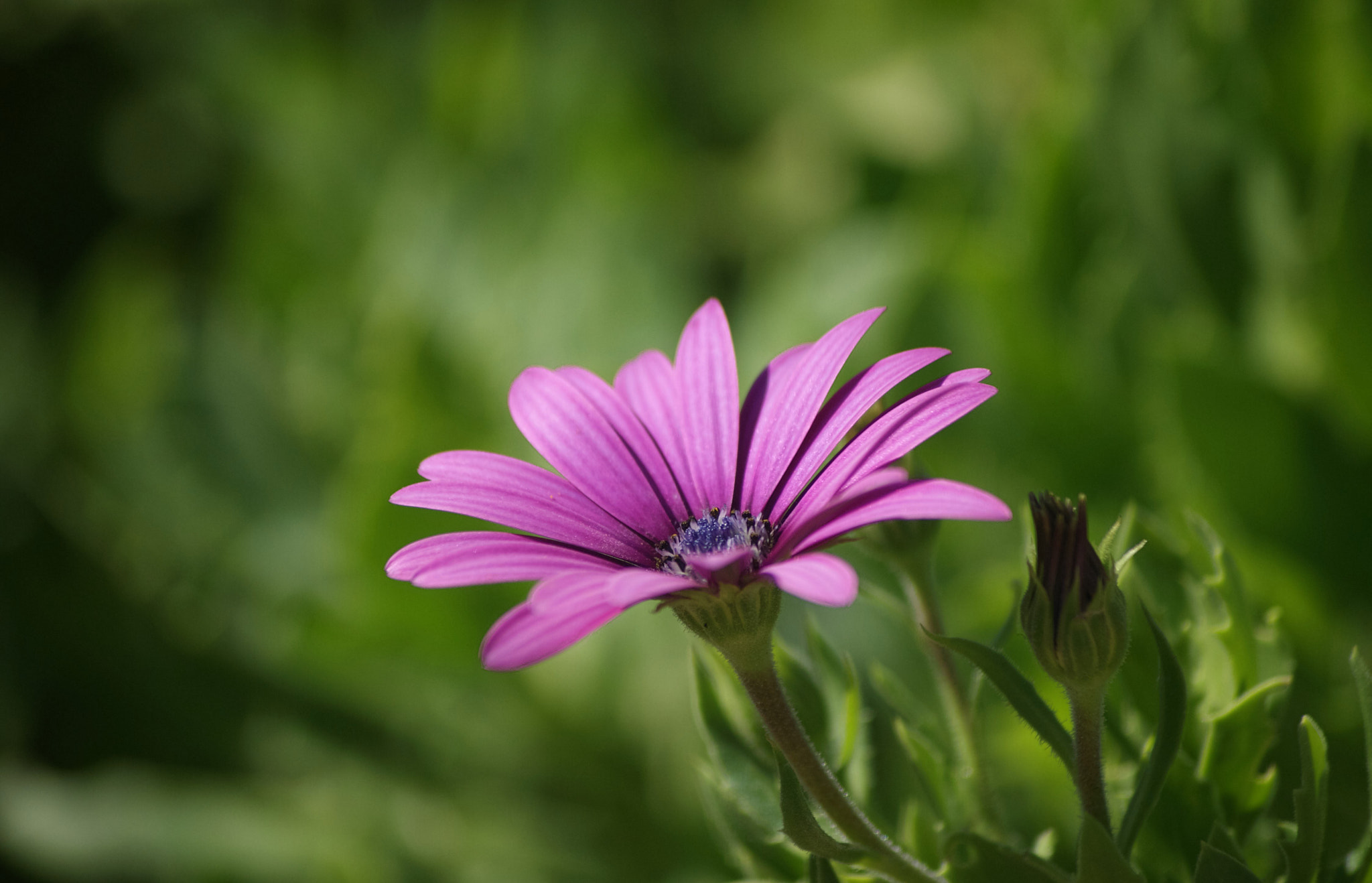 Sony Alpha DSLR-A390 + Sony DT 55-200mm F4-5.6 SAM sample photo. How many petals? photography