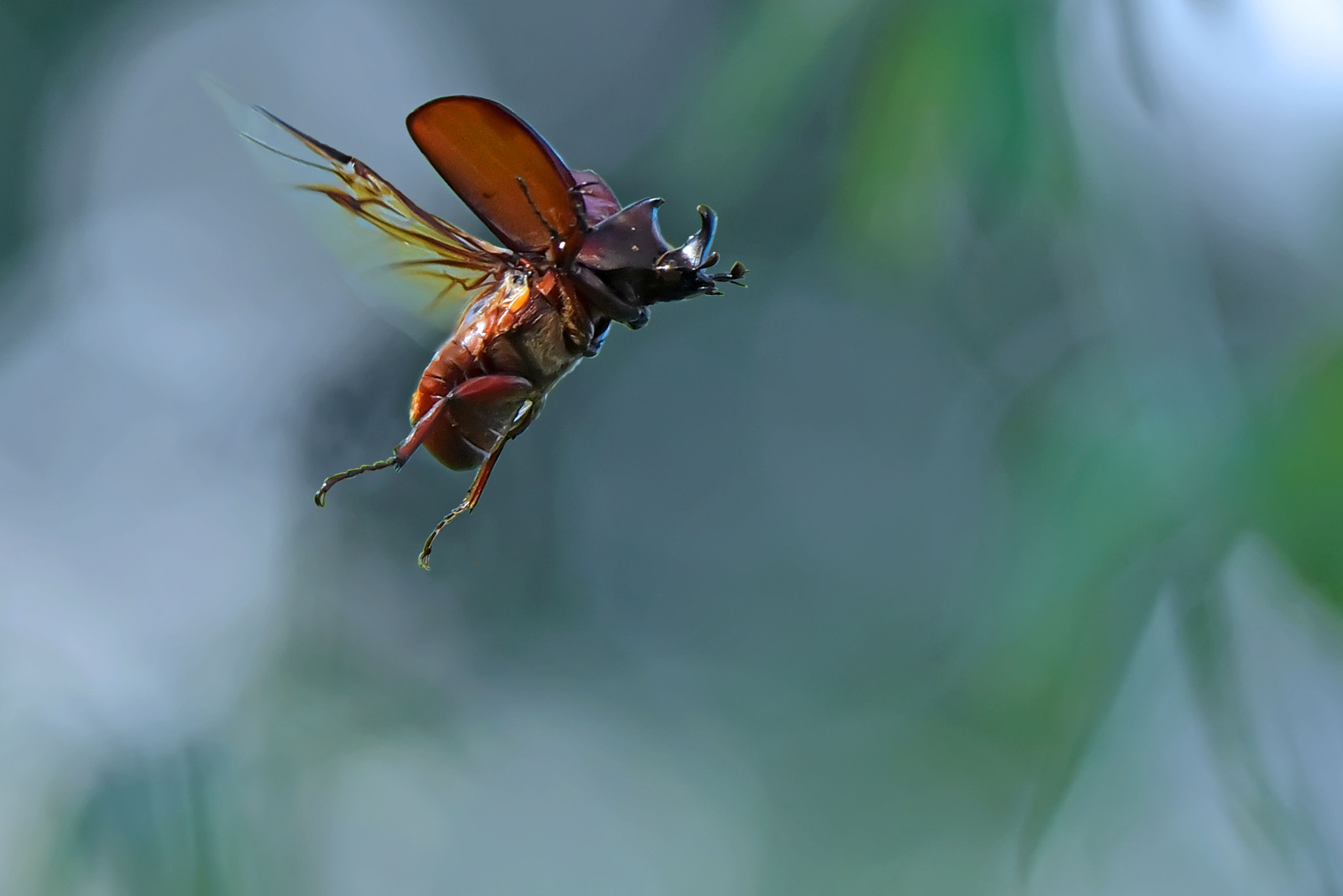 Sigma 70-300mm F4-5.6 APO DG Macro sample photo. Rhinoceros beetle on flight photography