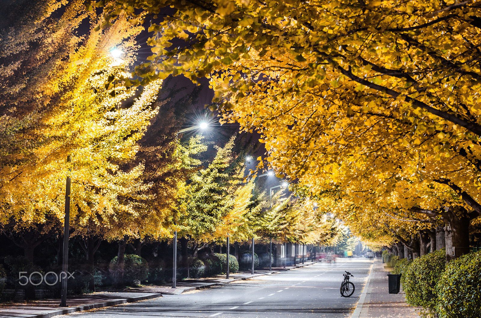 AF-S Zoom-Nikkor 80-200mm f/2.8D IF-ED sample photo. Ginkgo tree photography