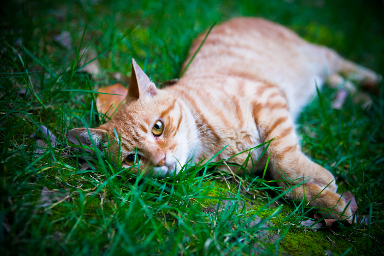 Sony Alpha DSLR-A900 sample photo