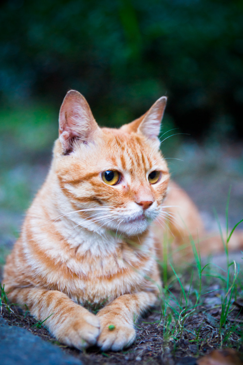 Sony Alpha DSLR-A900 sample photo