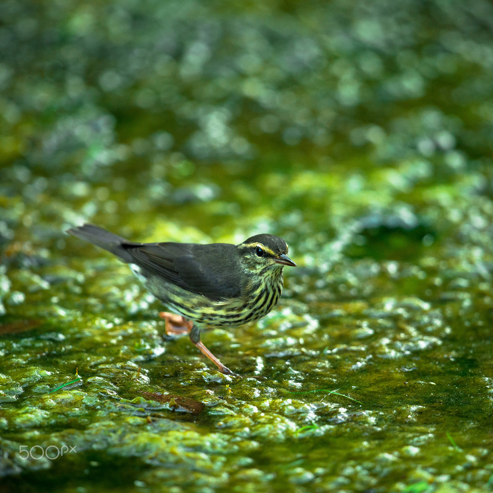 Nikon D800 + Nikon AF-S Nikkor 500mm F4G ED VR sample photo. Northern waterthrush photography