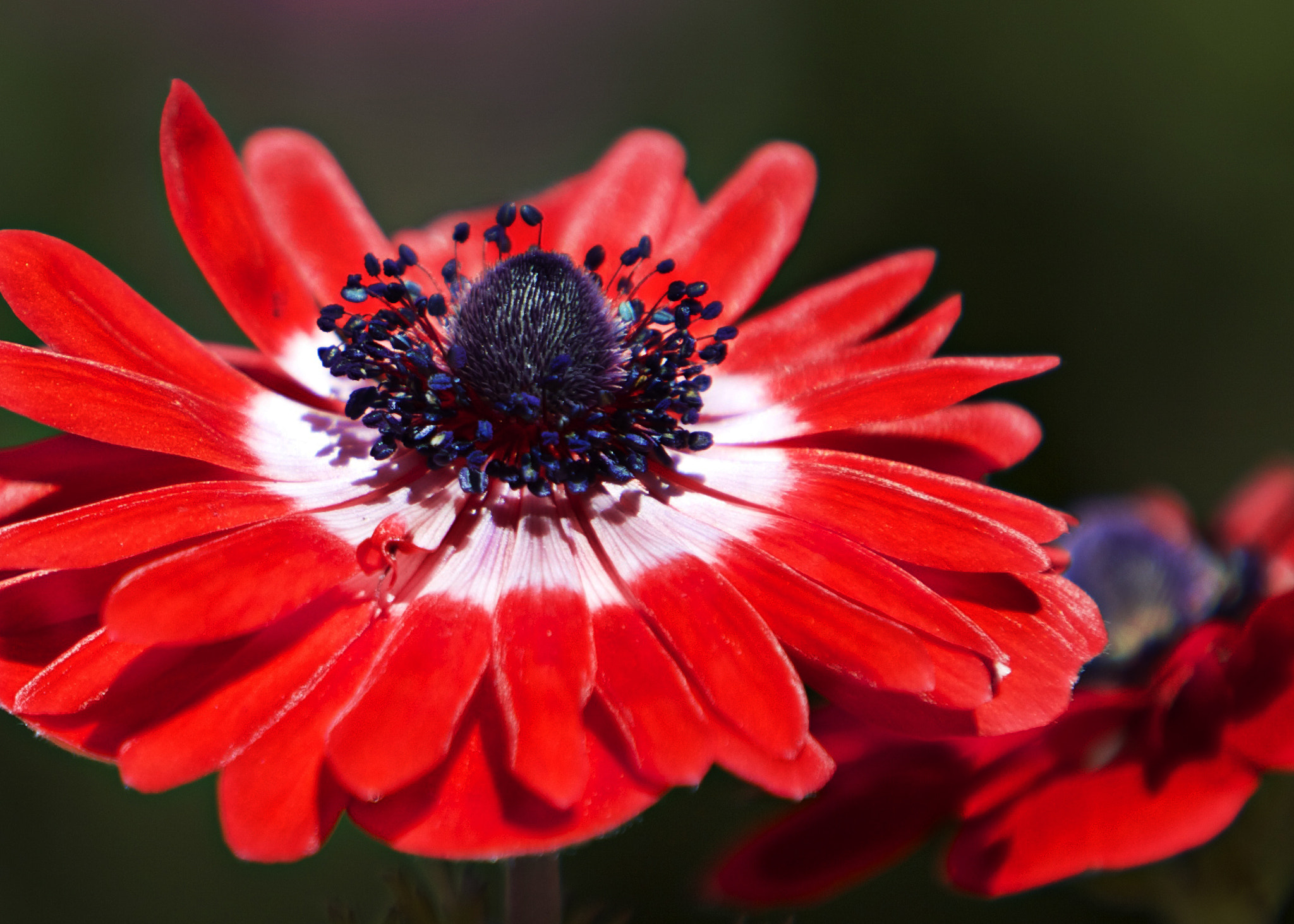 Canon EOS 5D Mark II sample photo. Nz flower photography