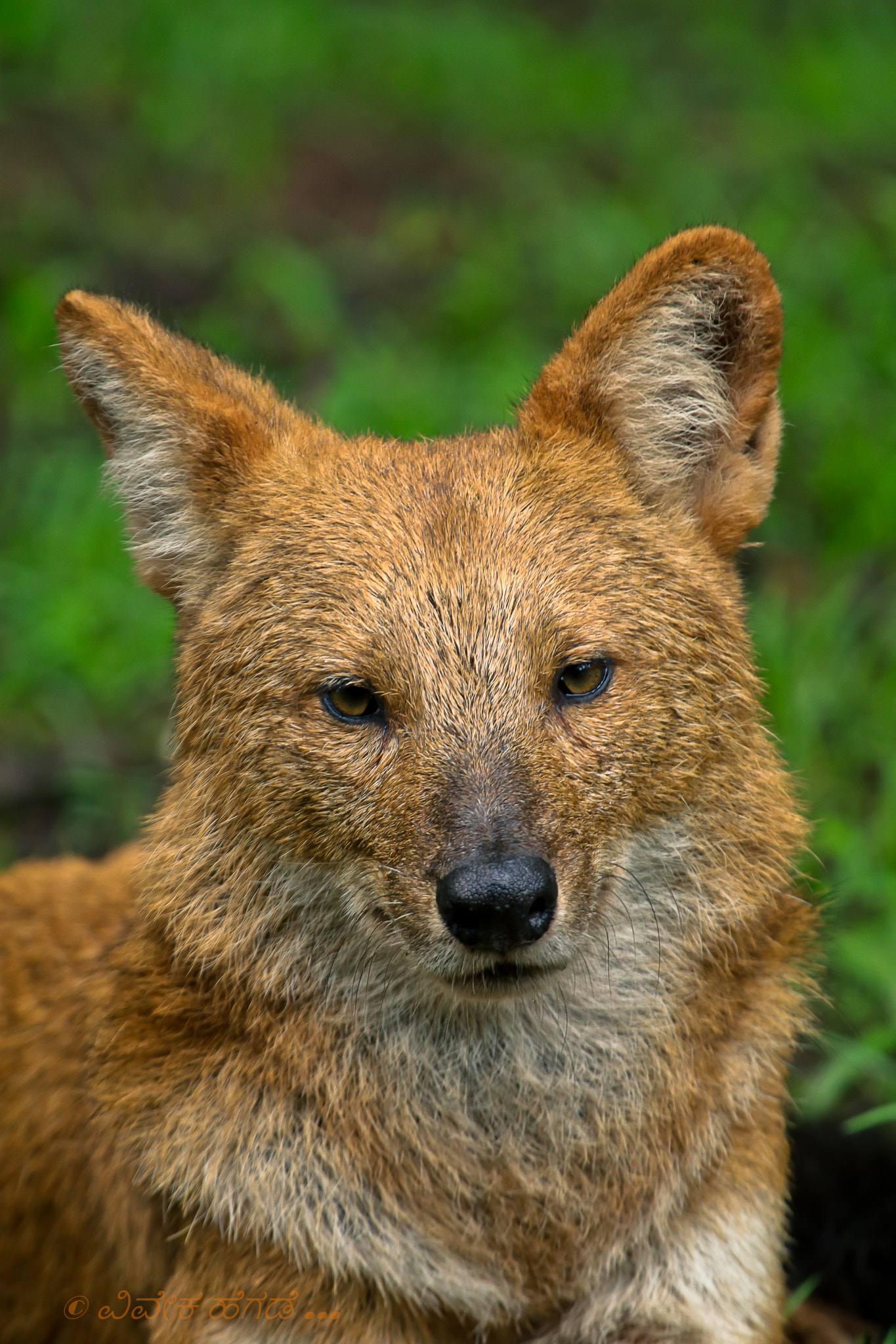 Canon EF 100-400mm F4.5-5.6L IS USM sample photo. Dhole.  photography
