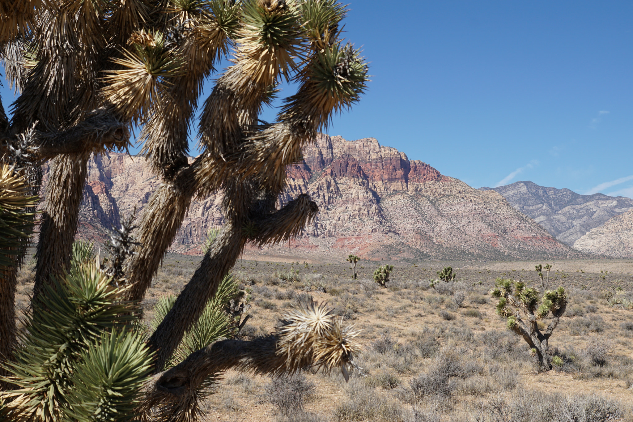 Sony ILCA-77M2 sample photo. Desert photography