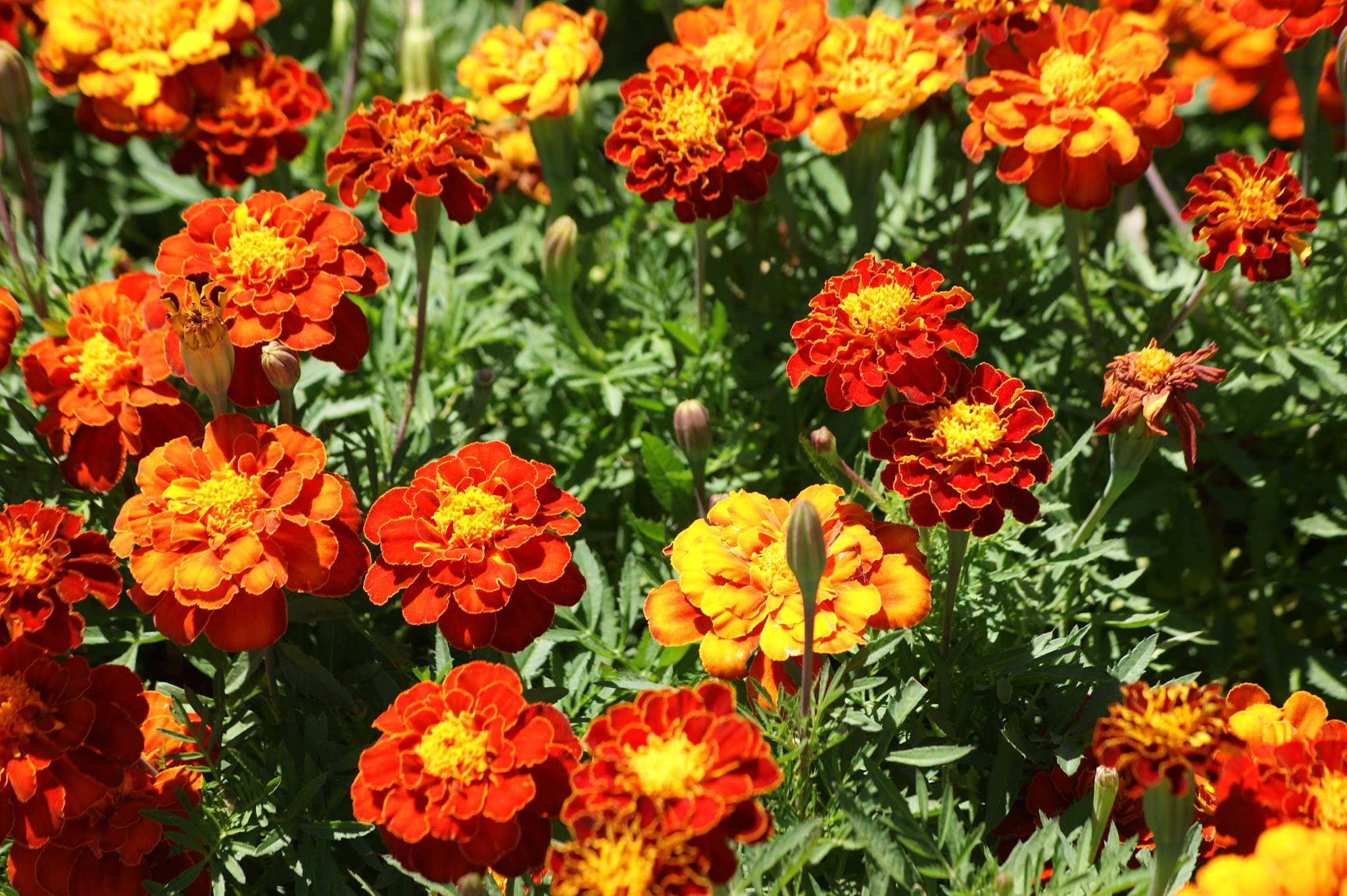 Sony Alpha DSLR-A390 sample photo. Marigolds photography