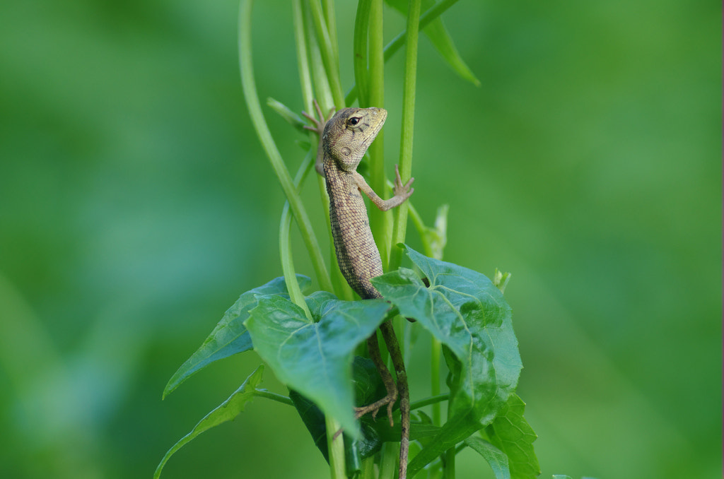 Pentax smc D-FA 100mm F2.8 macro sample photo. Macro photography