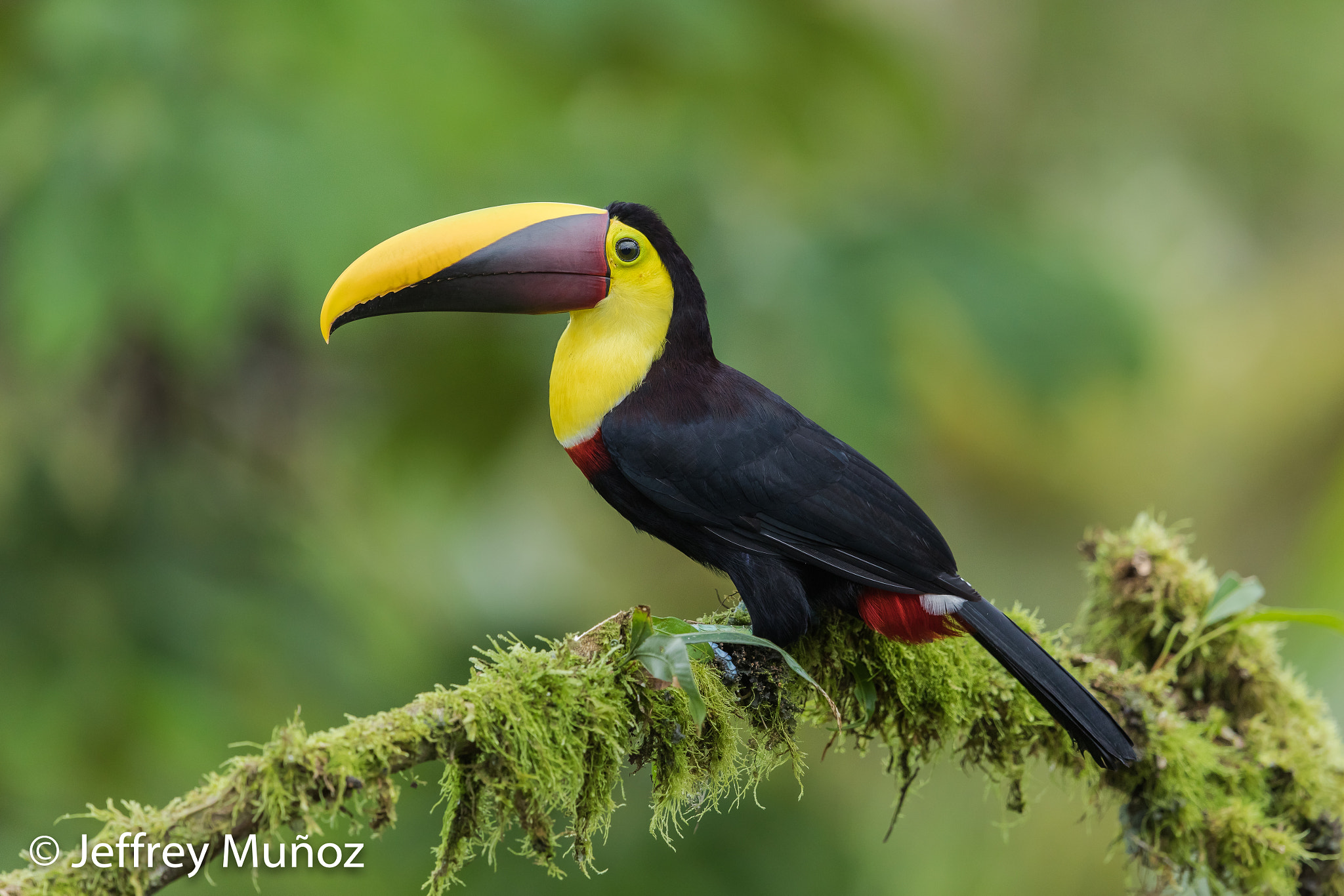 Canon EF 500mm F4L IS II USM sample photo. Black-billed toucan photography