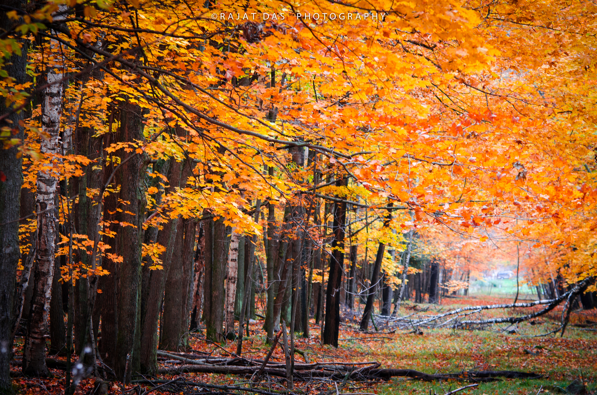 Sigma 70-200mm F2.8 EX DG OS HSM sample photo. Fall colors 2016 photography