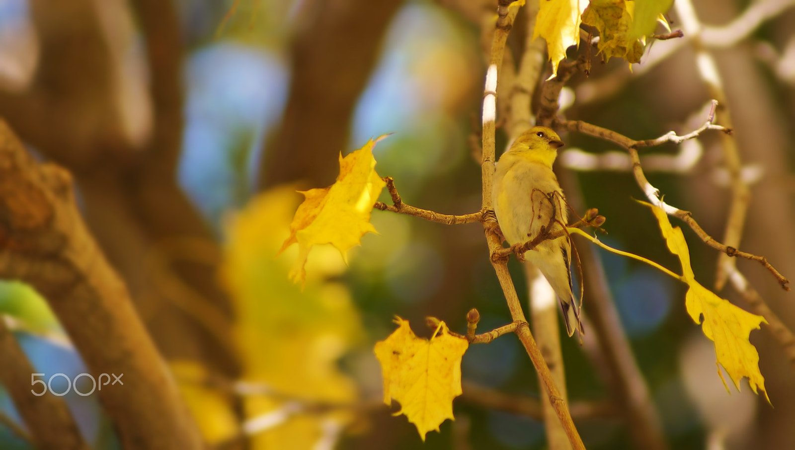 Sony 75-300mm F4.5-5.6 sample photo. Can you see me? photography