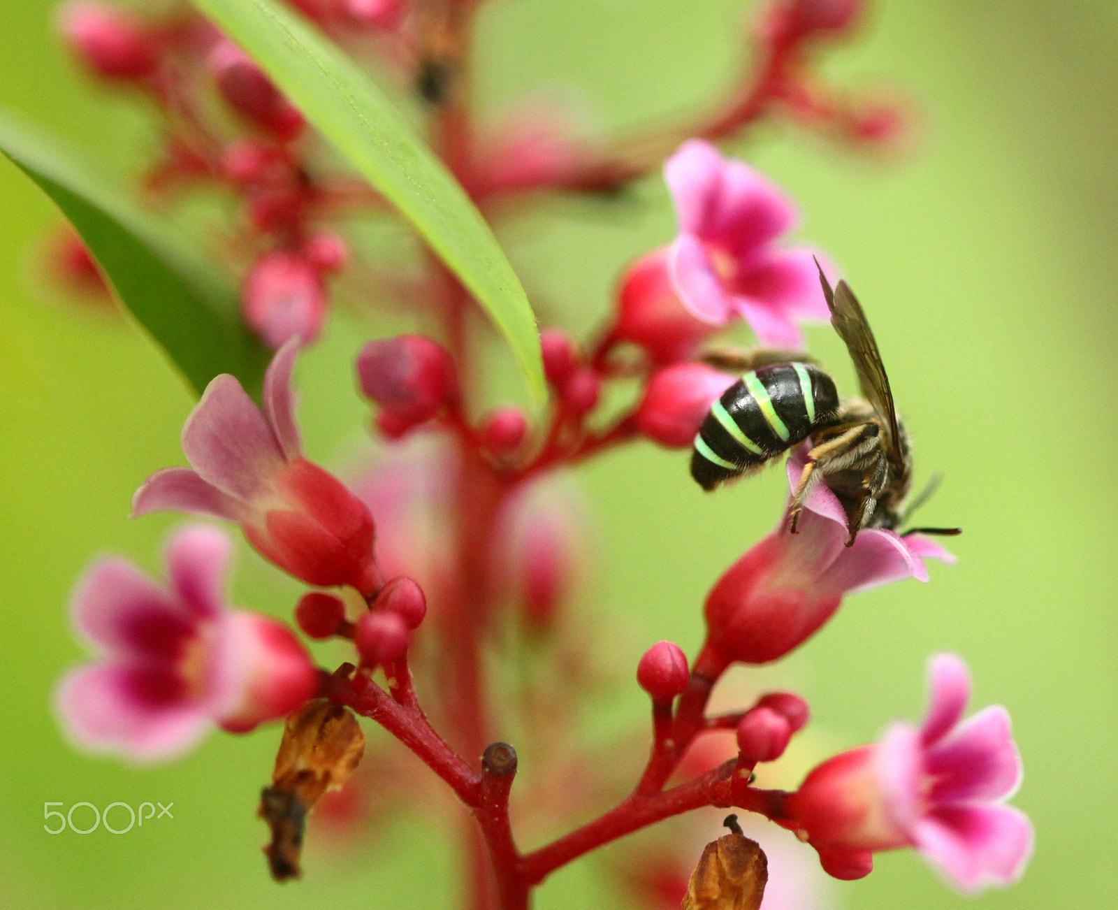 Canon EF 100mm F2.8 Macro USM sample photo. Busy bee 002 photography