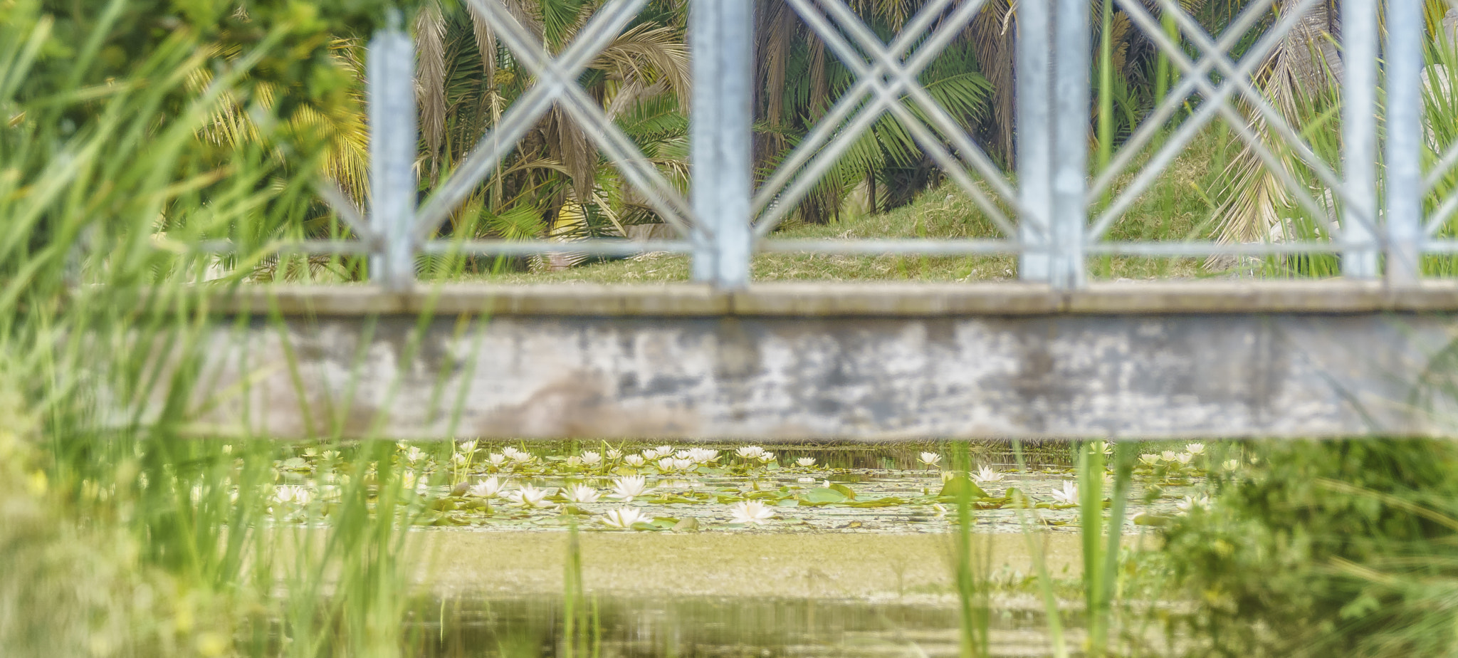 Sony ILCA-77M2 + Sony 70-400mm F4-5.6 G SSM sample photo. Swamp flowers under the bridge photography