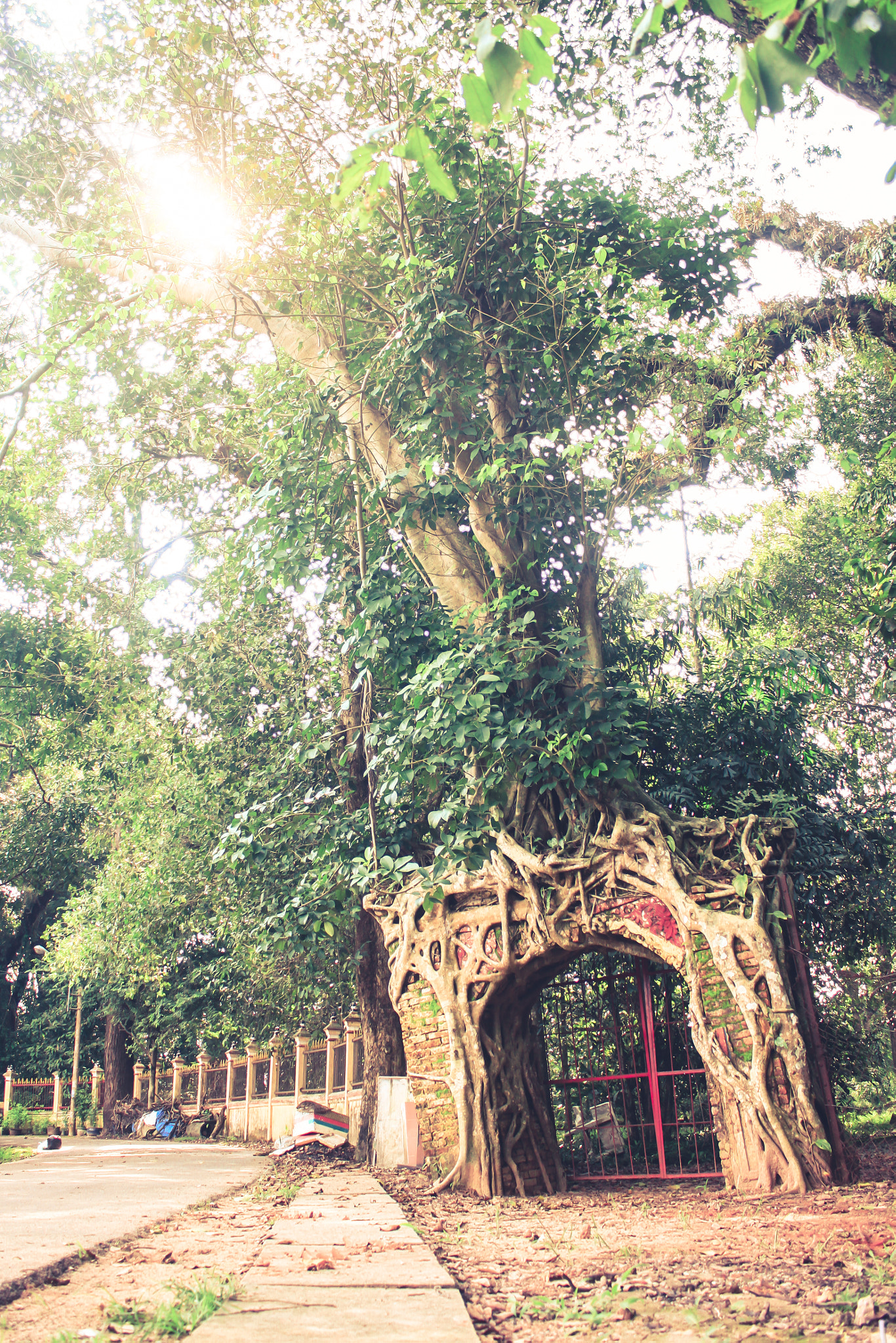 Canon EOS 50D + Canon EF-S 18-55mm F3.5-5.6 IS II sample photo. The ancient banyan tree photography