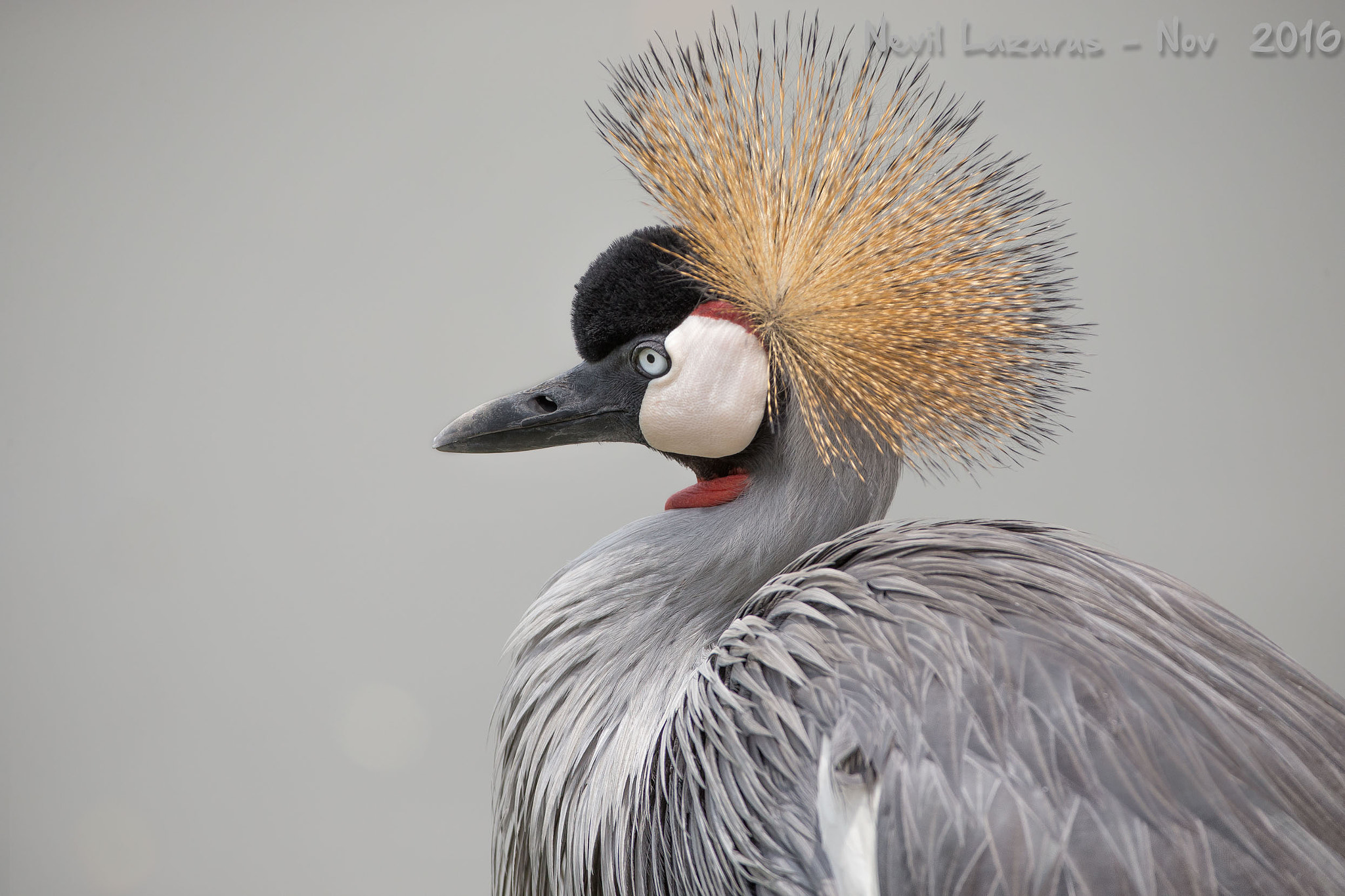 Canon EOS-1D X sample photo. Grey-crowned crane portrait photography