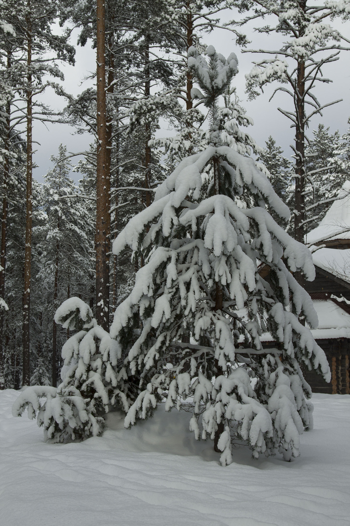 Canon EOS 1100D (EOS Rebel T3 / EOS Kiss X50) + Canon EF 24-105mm F4L IS USM sample photo. Winter in a forest photography