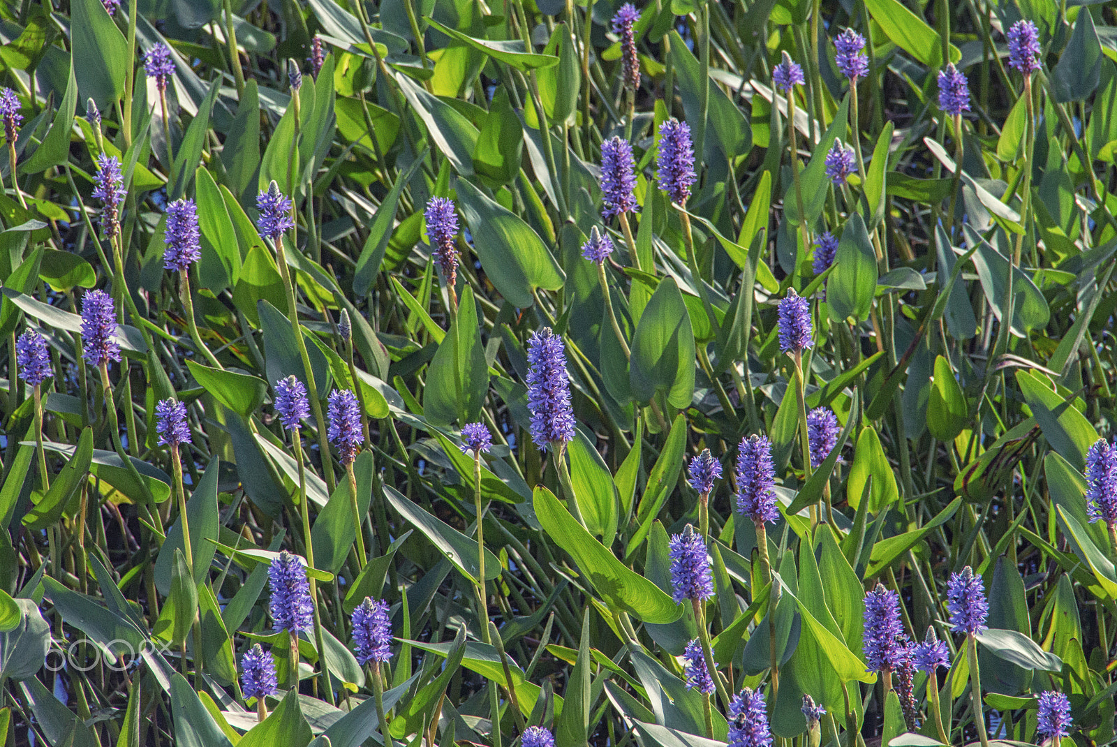 Canon EOS 650D (EOS Rebel T4i / EOS Kiss X6i) sample photo. Lavender photography