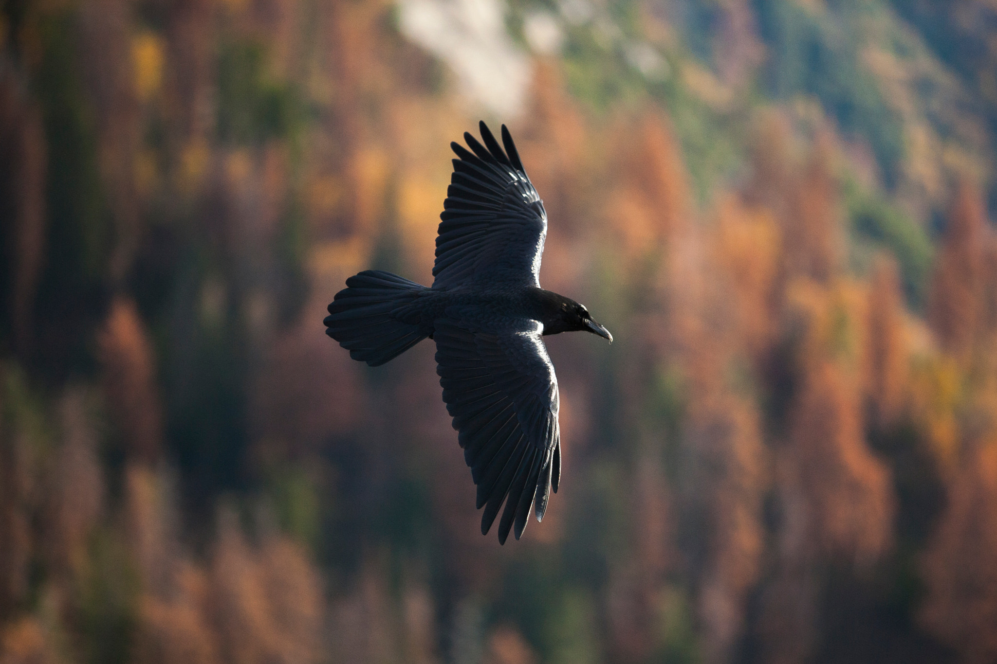 Canon EOS 5D + Canon EF 70-200mm F2.8L USM sample photo. Soaring raven photography