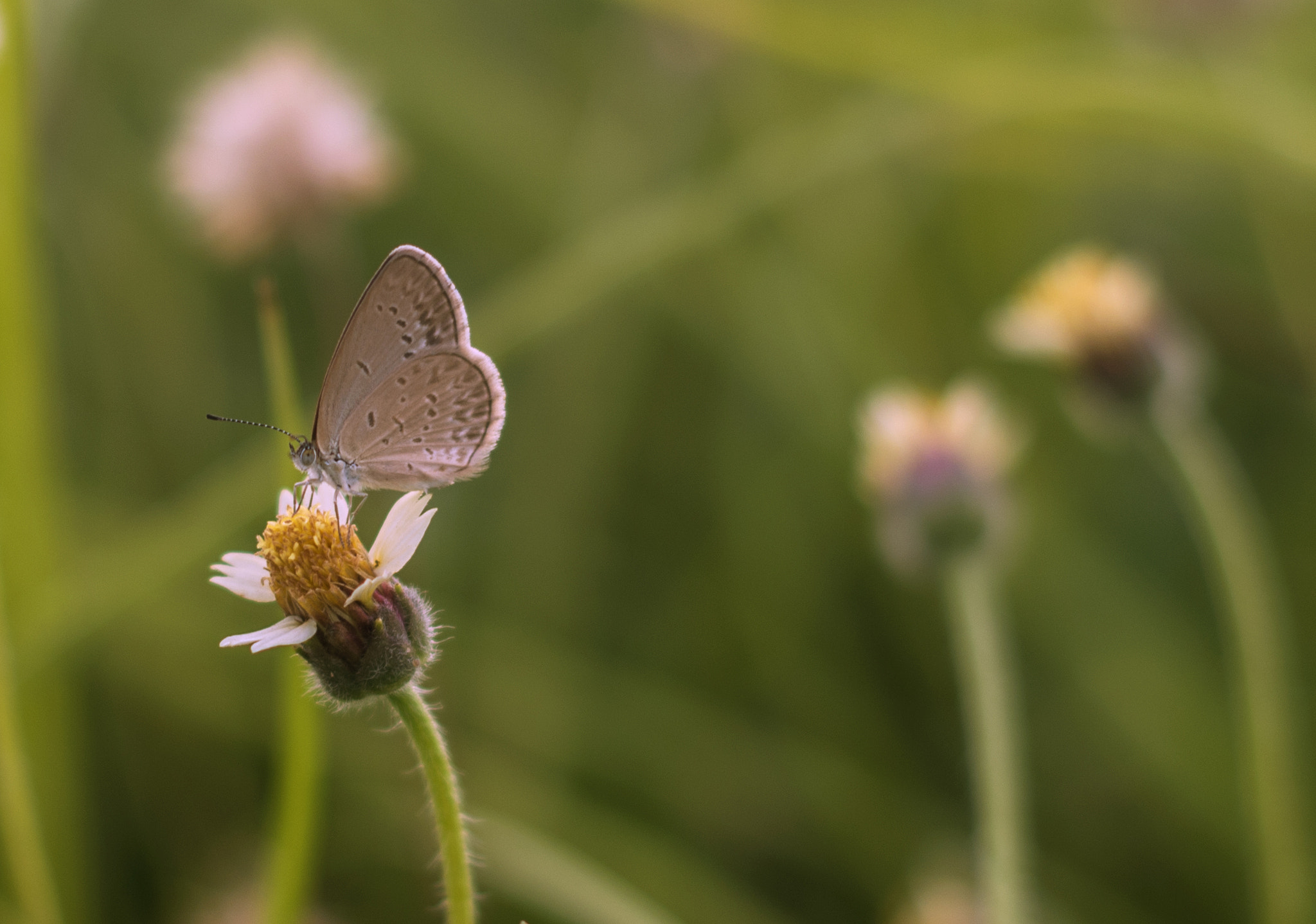 Pentax K-50 sample photo. But, ter fly... photography