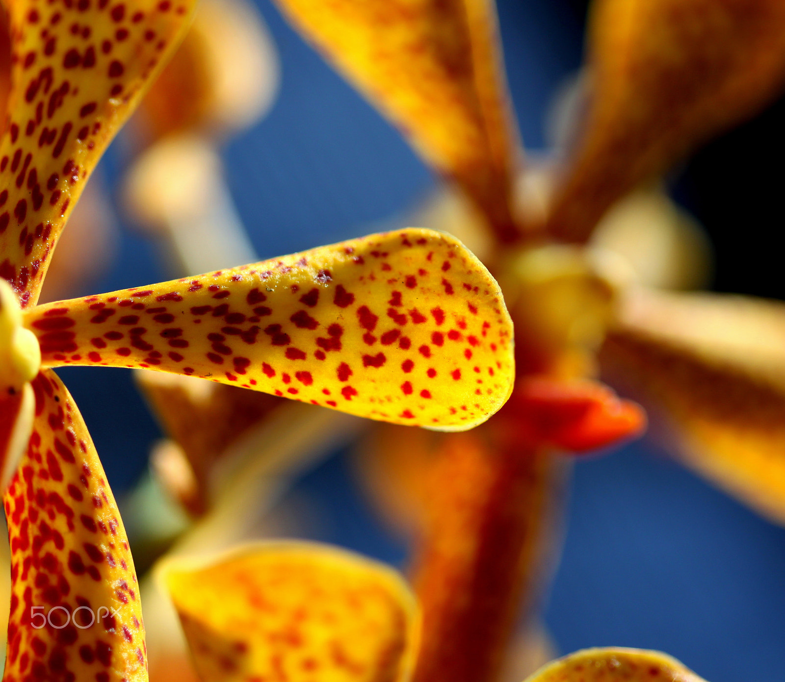 Canon EF 100mm F2.8 Macro USM sample photo. Orchids h001 photography