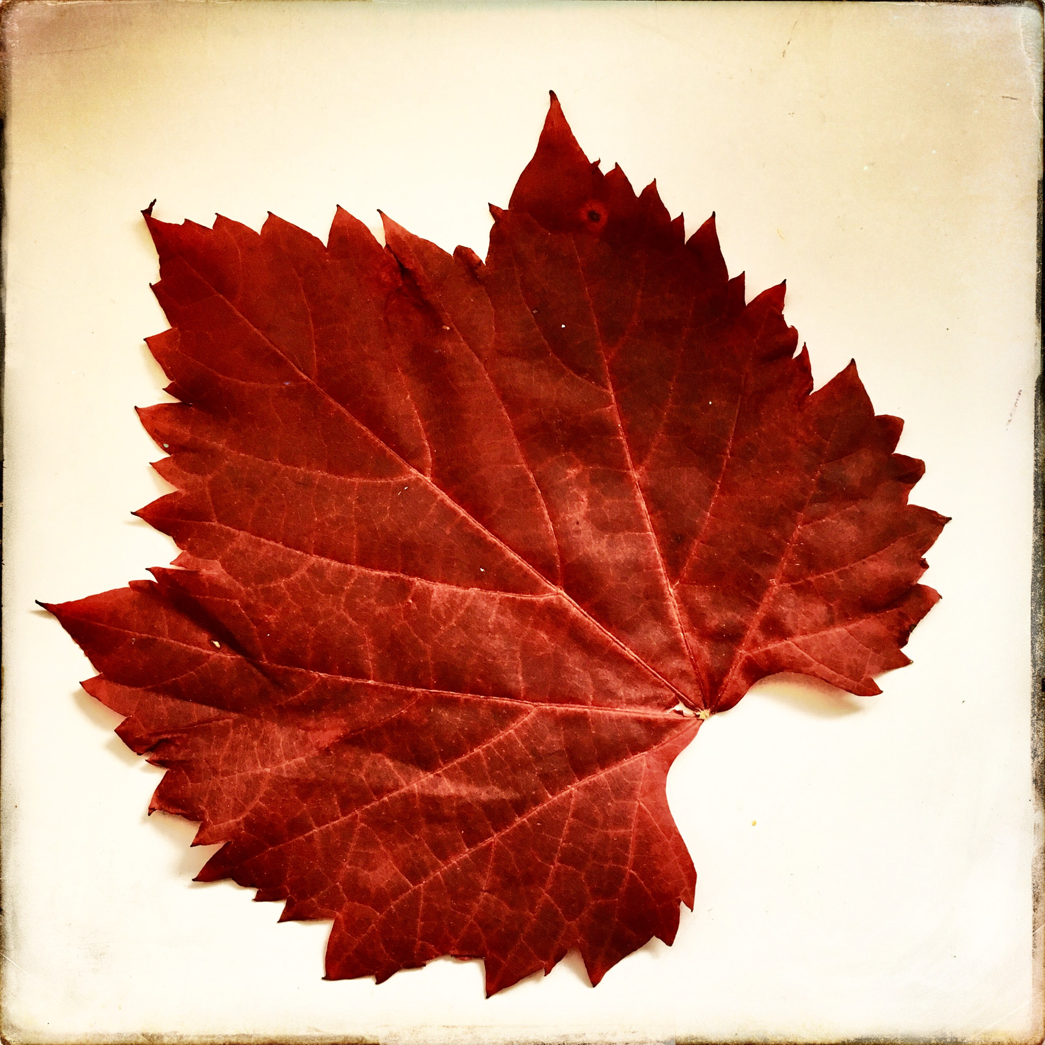 Hipstamatic 322 sample photo. Blatt photography