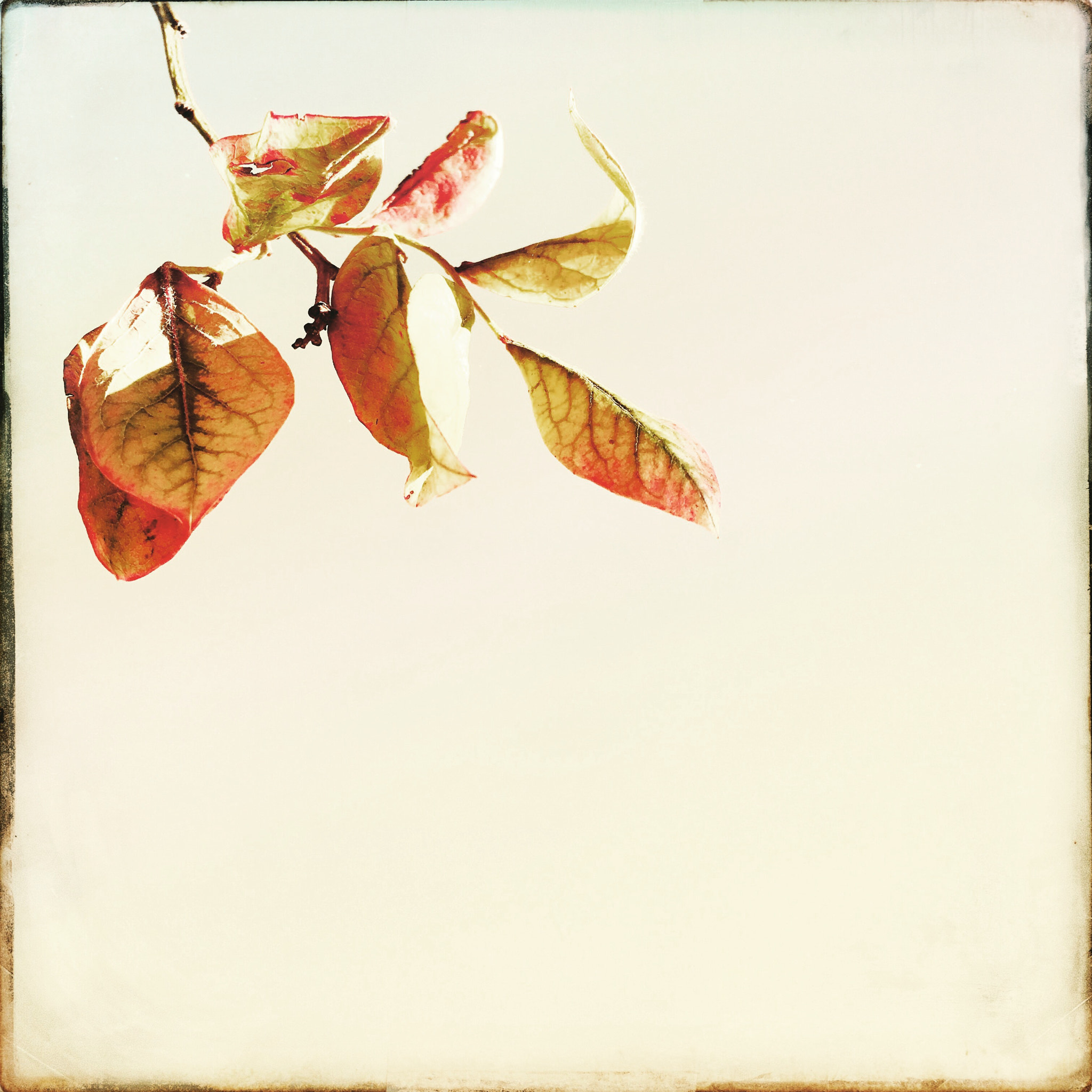 Hipstamatic 322 sample photo. Blätter photography