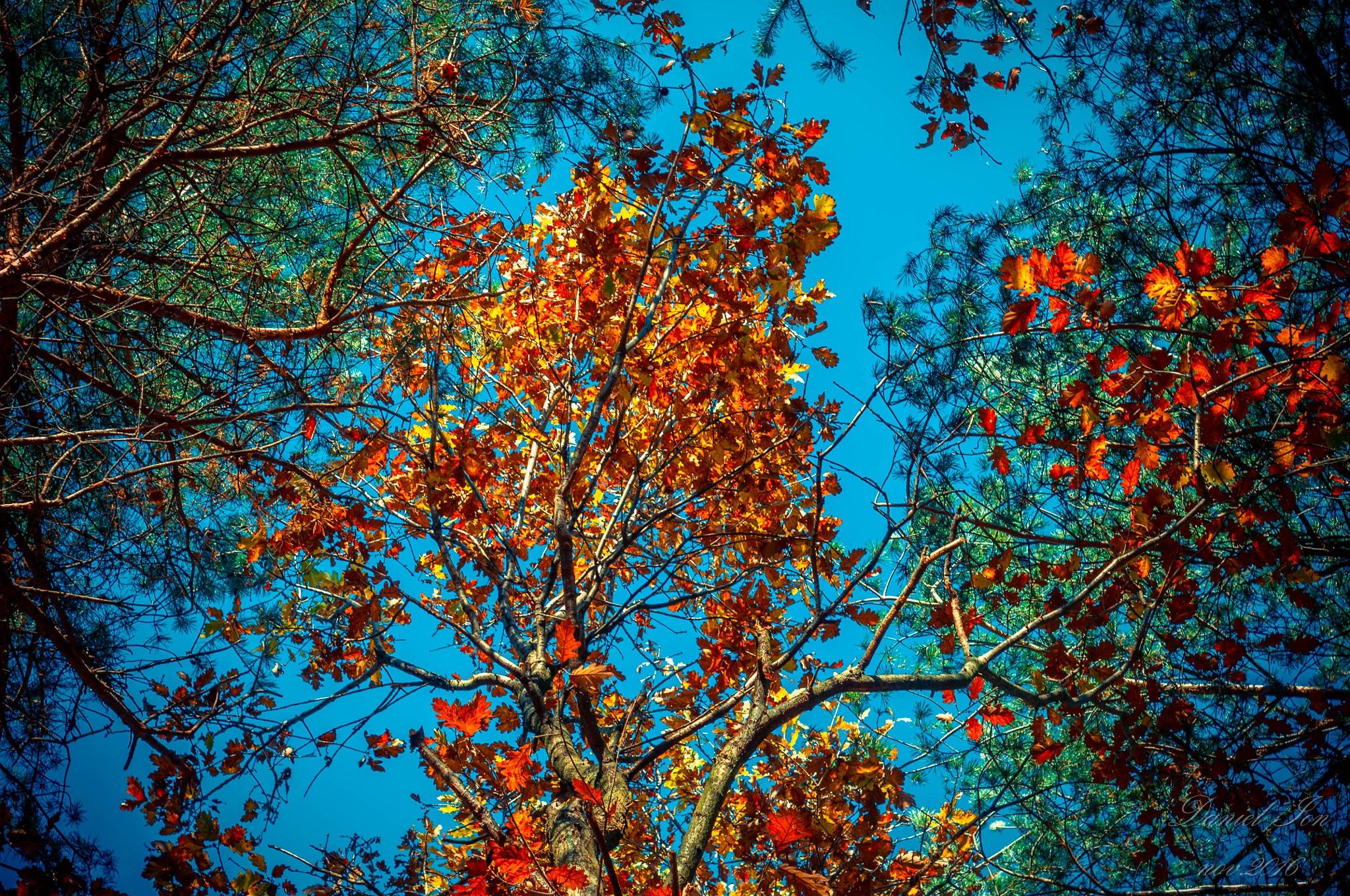 Pentax K-x + A Series Lens sample photo. Tree photography