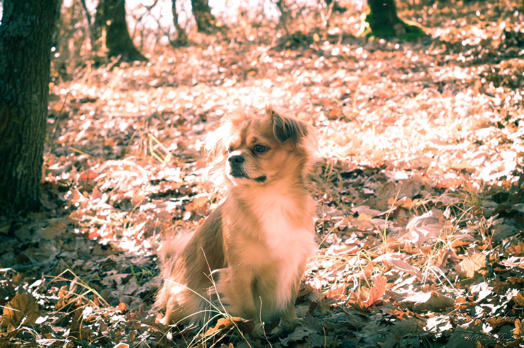 Pentax K-x + A Series Lens sample photo. My dog photography