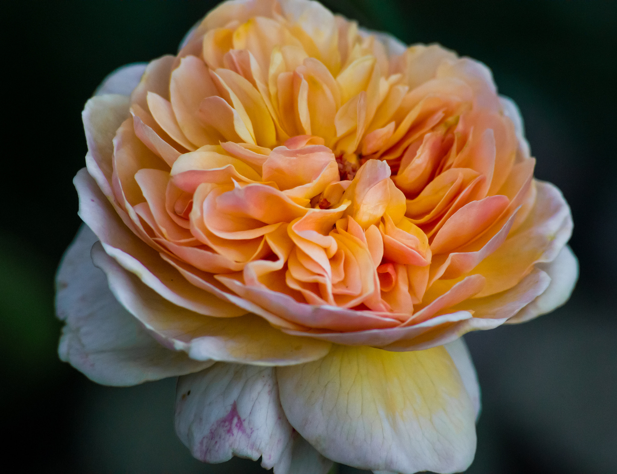 Sony 75-300mm F4.5-5.6 sample photo. Experimental rose photography