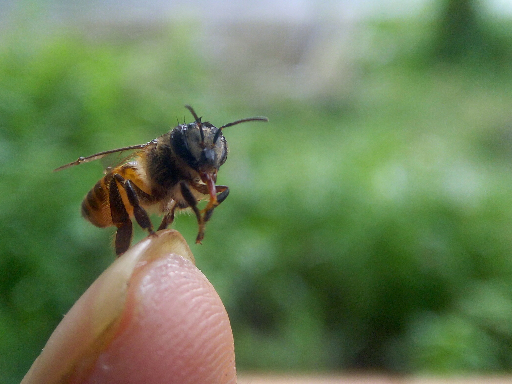 Infinix HOT S sample photo. Bee photography