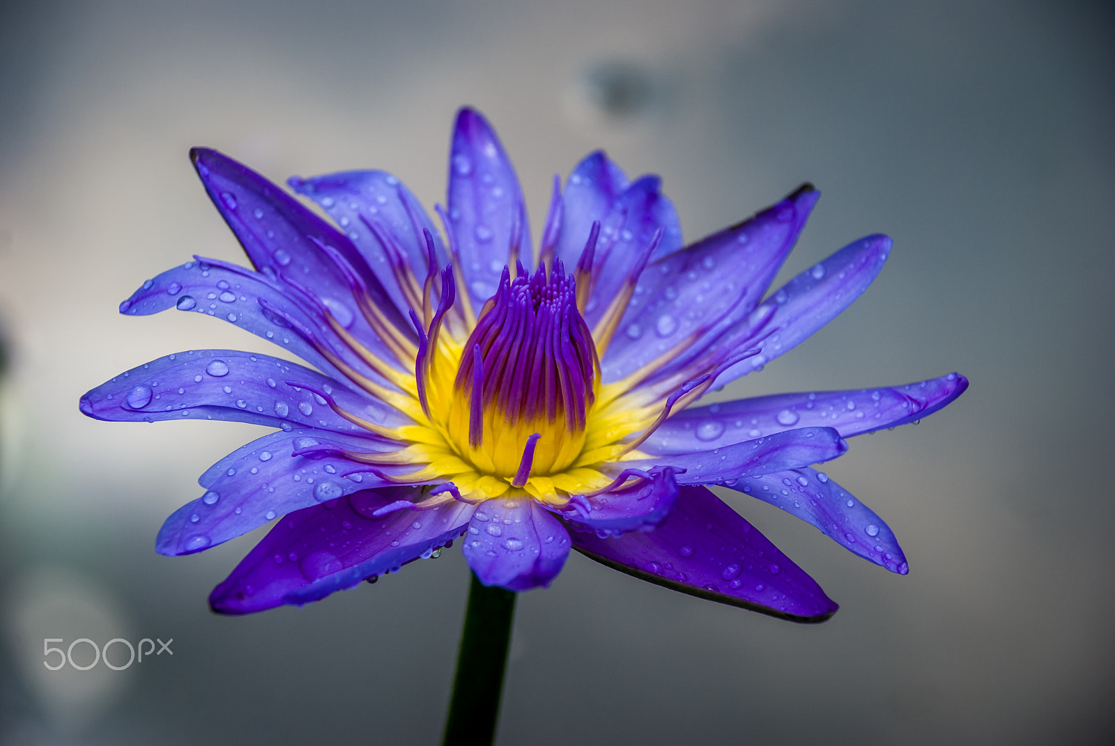 Nikon D60 sample photo. Water lily in rainy day photography