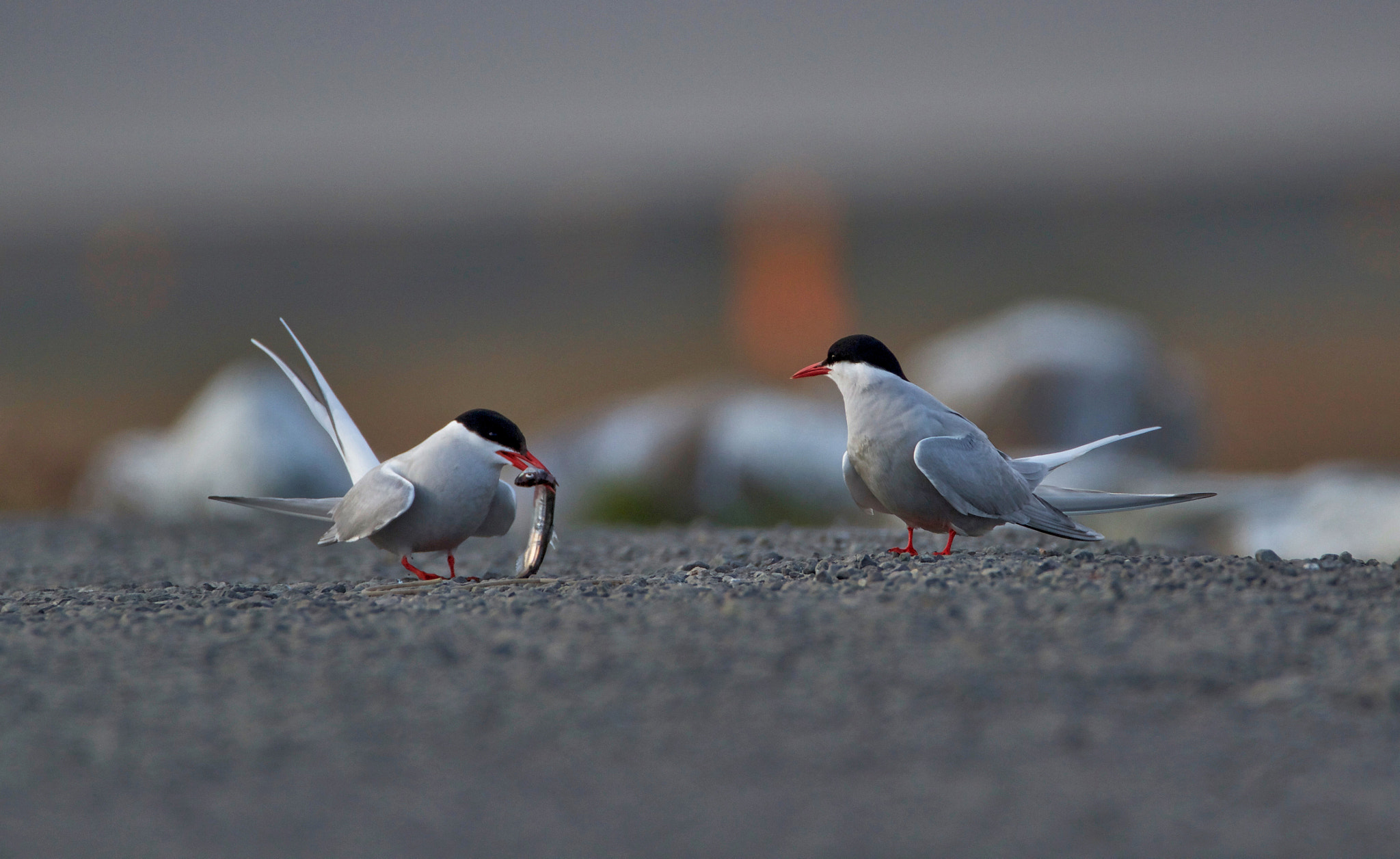 Sigma 150mm f/2.8 EX DG OS HSM APO Macro sample photo. Iceland - arctic tern mating ritual photography