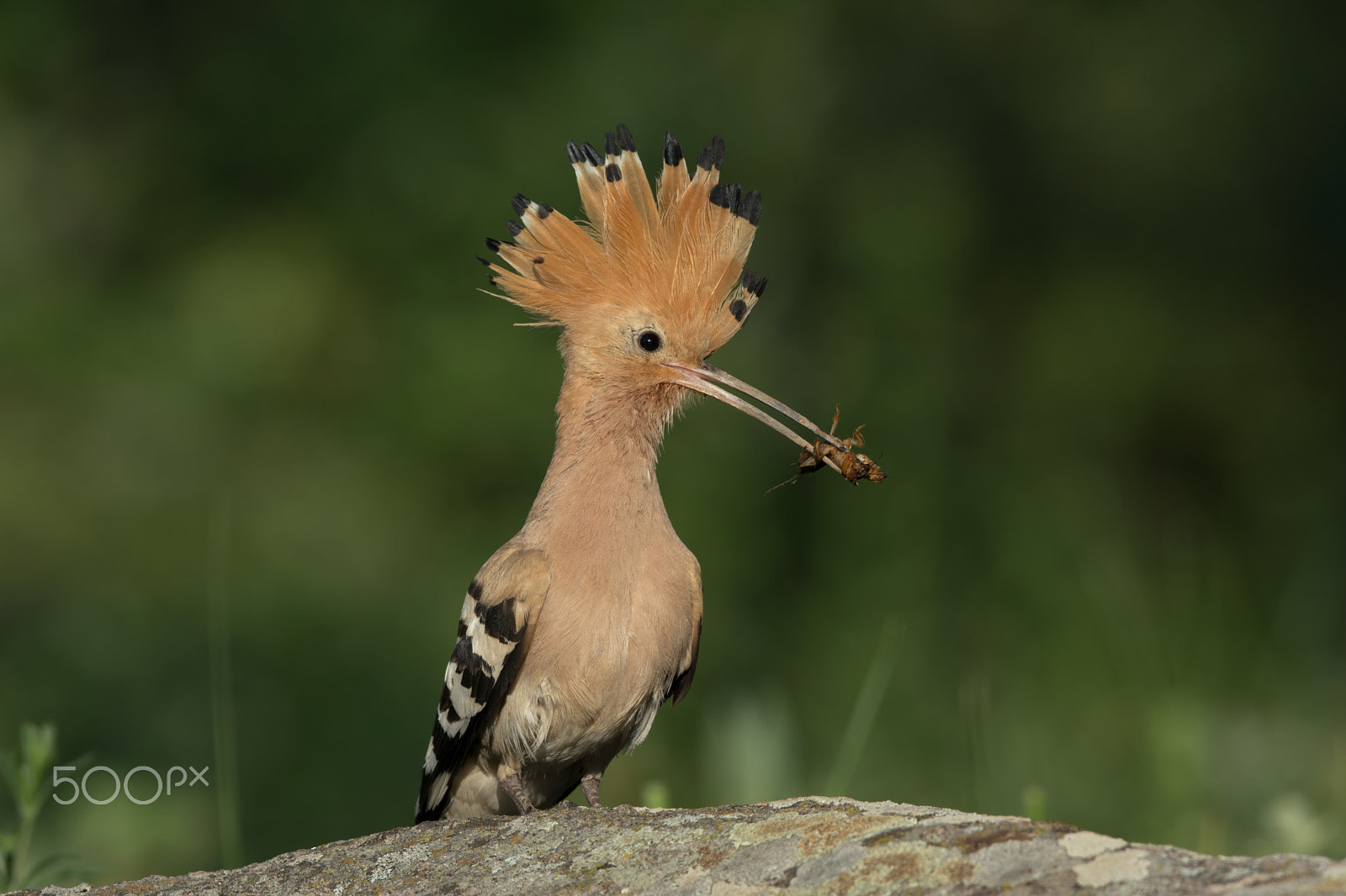 Nikon D7100 + Nikon AF-S Nikkor 500mm F4G ED VR sample photo. Breakfast time .... photography