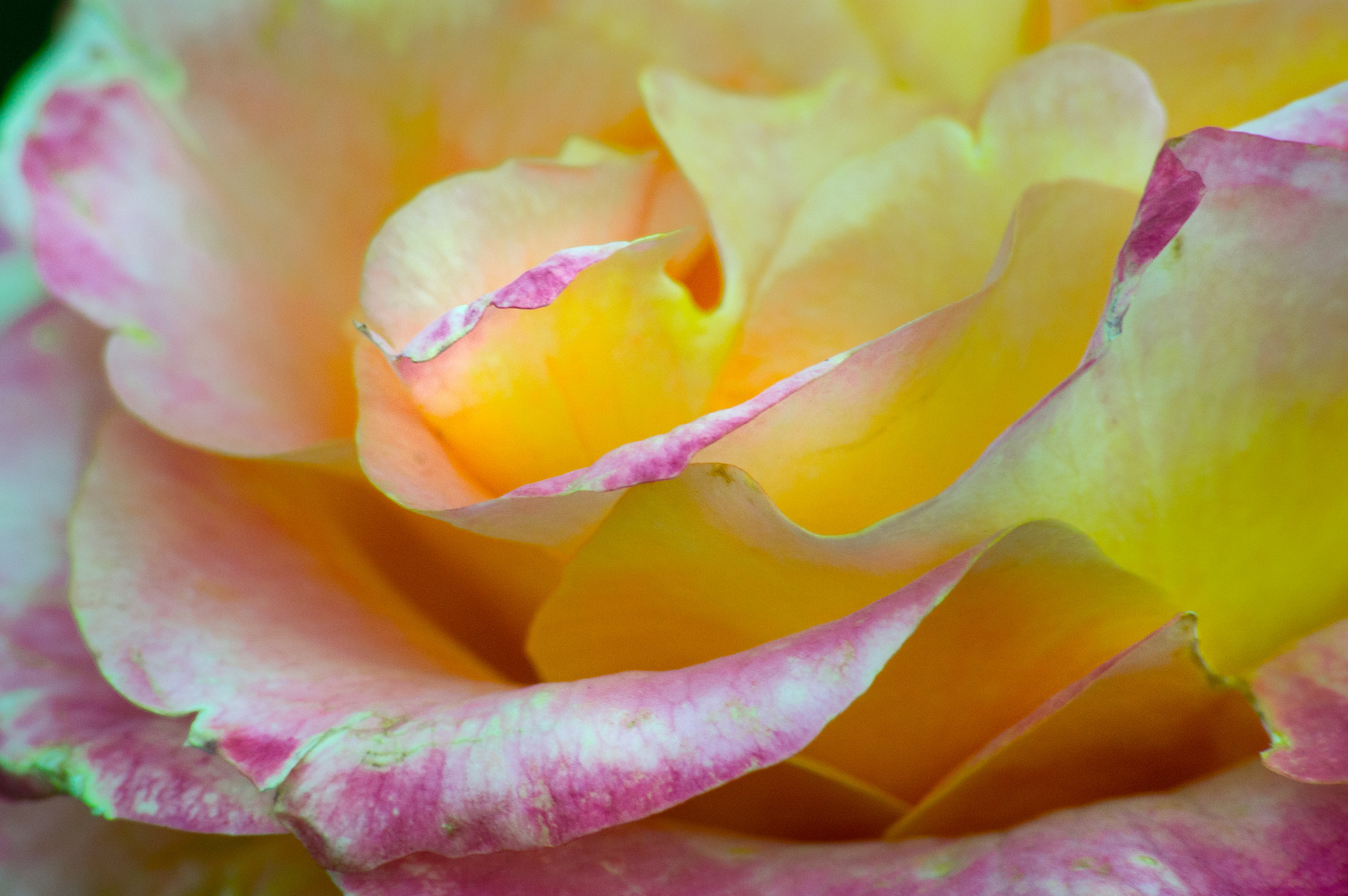 Sony 75-300mm F4.5-5.6 sample photo. Glowing petals photography