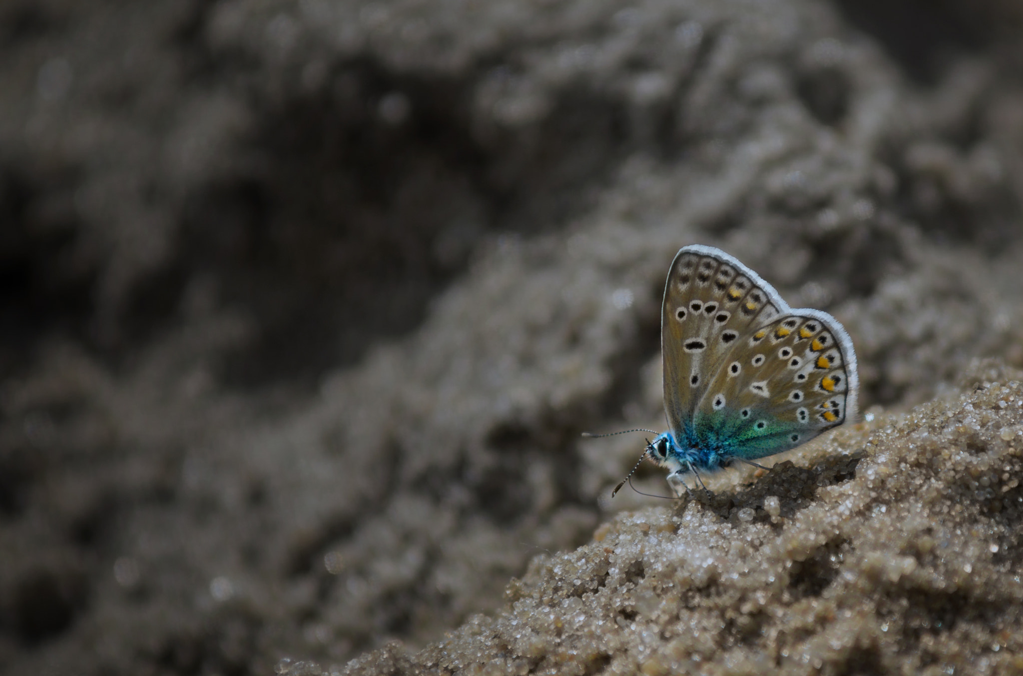 Sony SLT-A58 + Minolta AF 70-210mm F4 Macro sample photo. Butterfly on beach photography