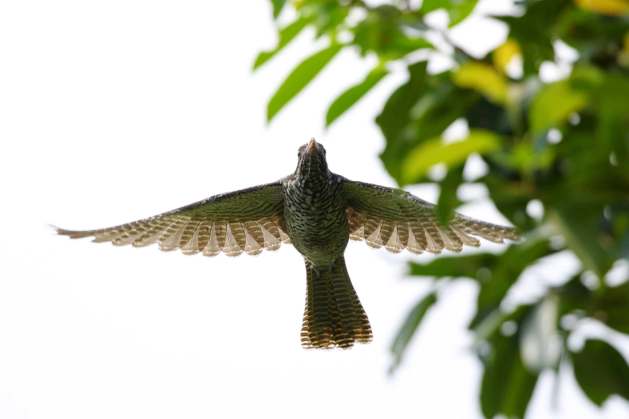 Canon EOS-1D X sample photo. Asian koel photography