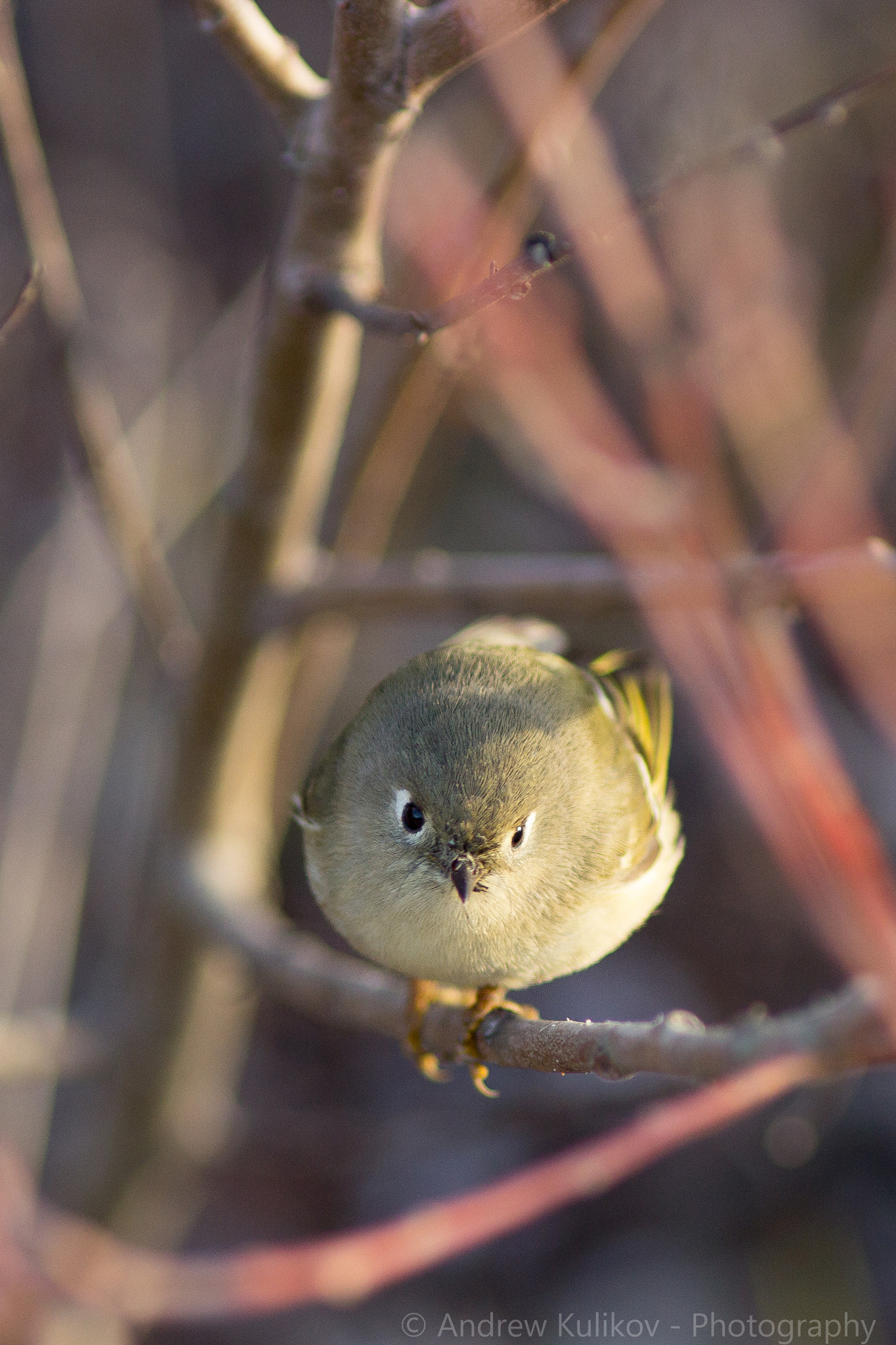 Canon EF 200mm F2.8L II USM sample photo. Birdie photography