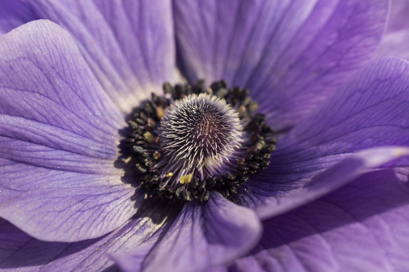 Tamron AF 55-200mm F4-5.6 Di II LD Macro sample photo. Anemone photography