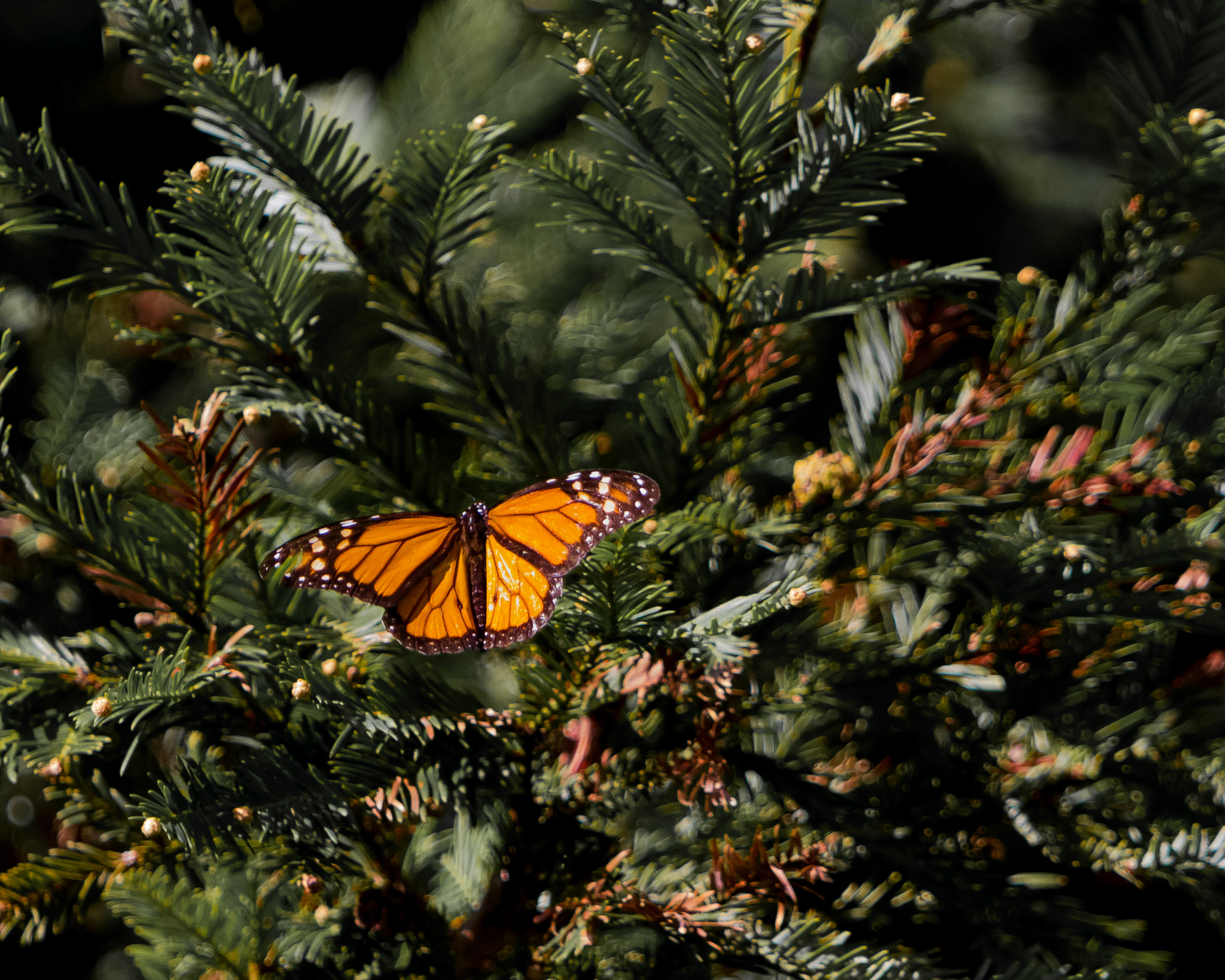Canon EF 70-200mm F2.8L IS USM sample photo. Butterfly in the redwoods photography