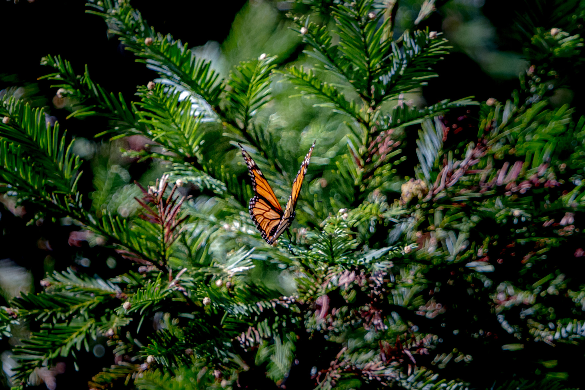 Canon EF 70-200mm F2.8L IS USM sample photo. Model butterfly photography