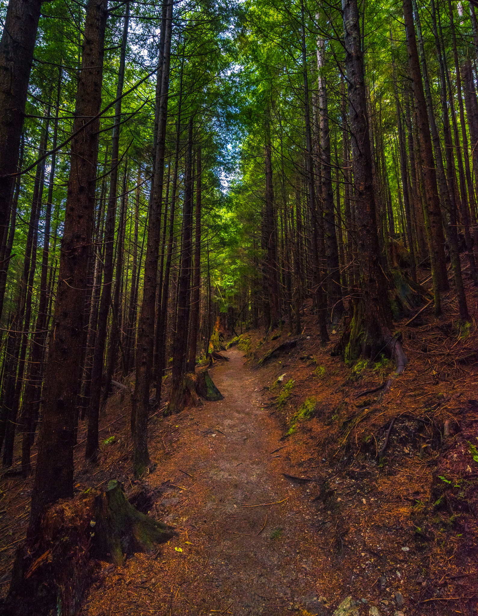 Nikon D810 sample photo. Pacific nw hike photography