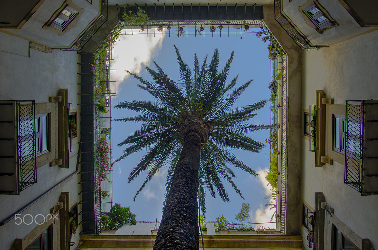 Pentax K-5 sample photo. Palm in palermo photography