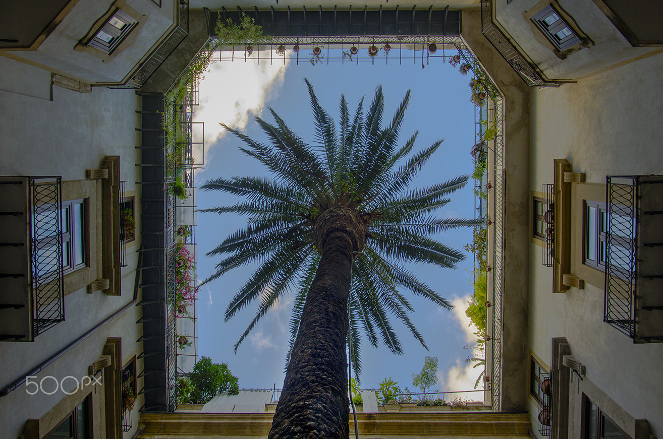Pentax smc DA 17-70mm F4.0 AL (IF) SDM sample photo. Palm in palermo photography